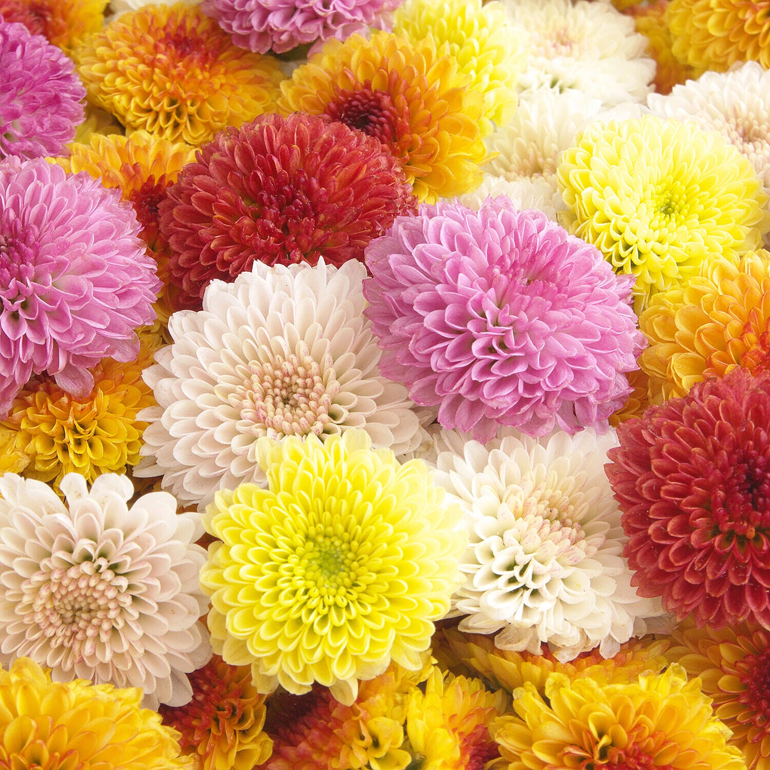 Garden Bloom Chrysanthemum Collection of Plugs - 12