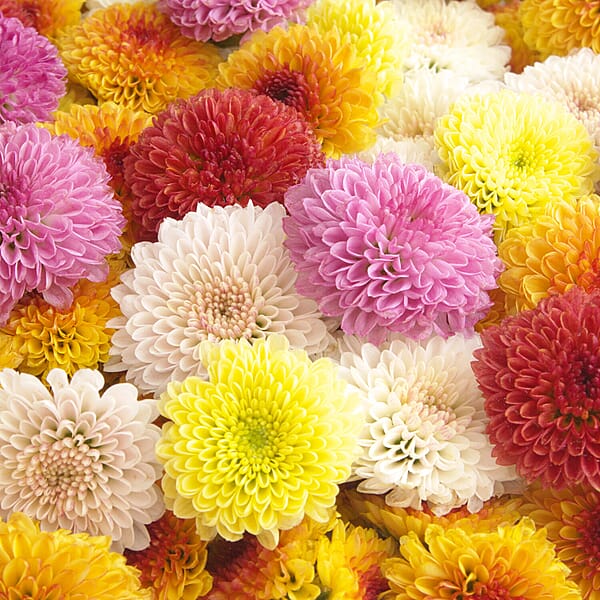 Garden Bloom Chrysanthemum Collection of Plugs 12 7516440 TJC
