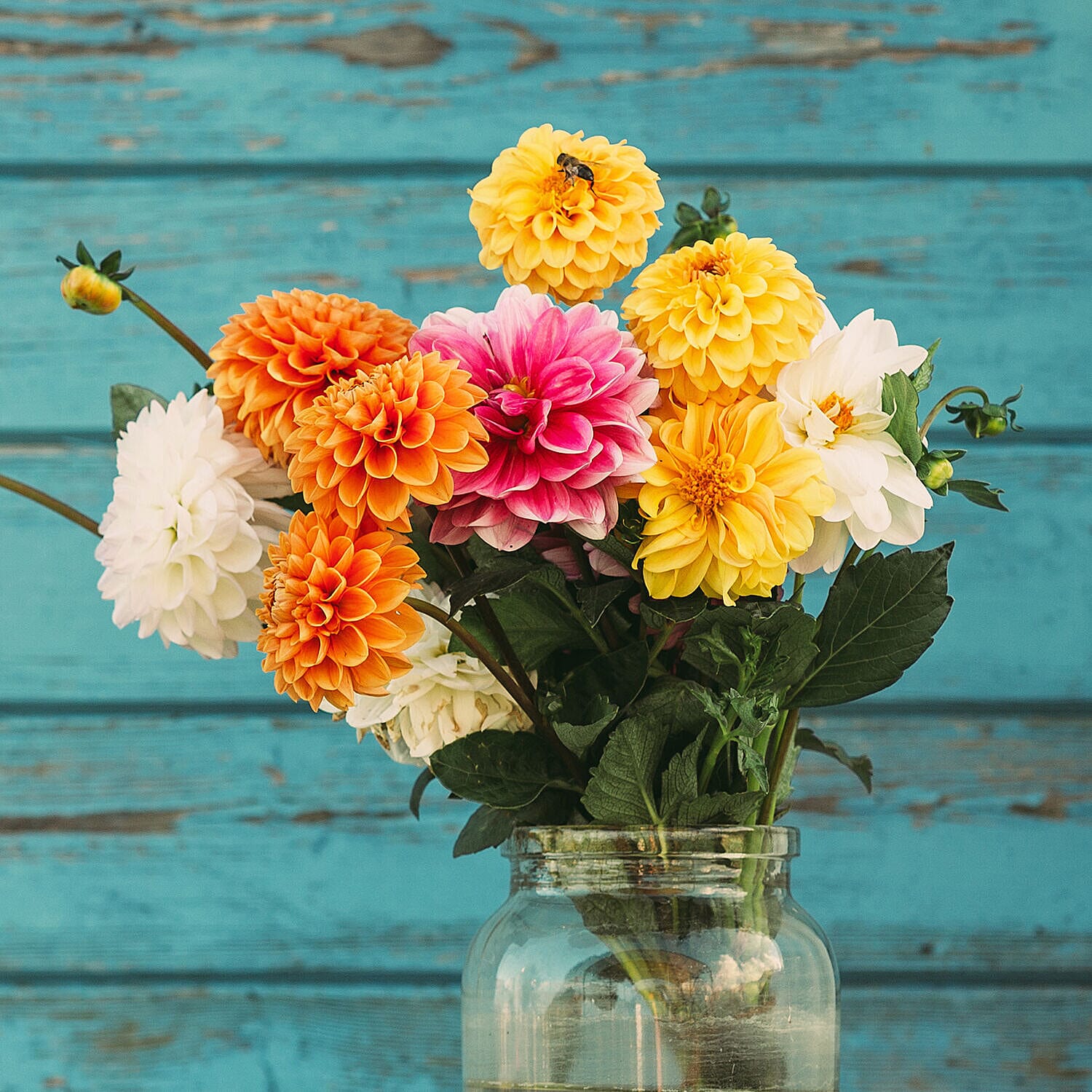 Garden Bloom Chrysanthemum Collection of Plugs - 12