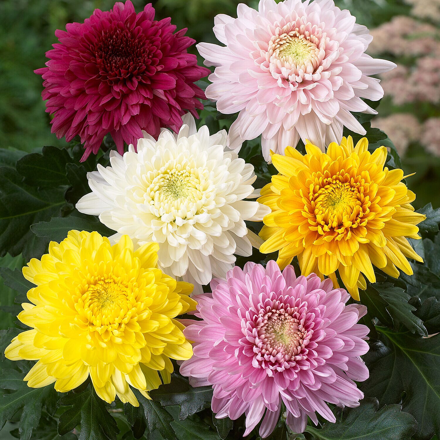 Garden Bloom Chrysanthemum Collection of Plugs - 12