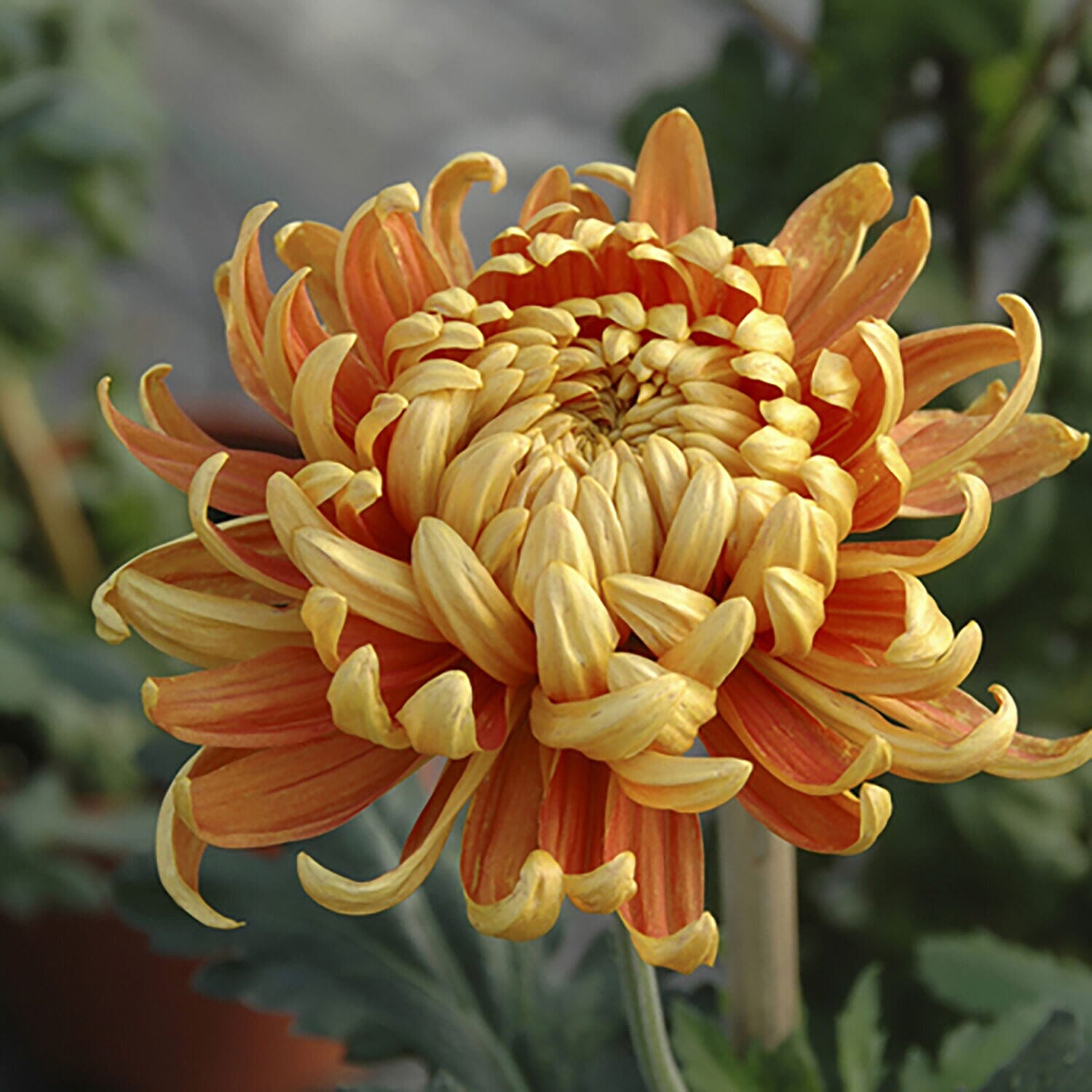 Garden Bloom Chrysanthemum Collection of Plugs - 12