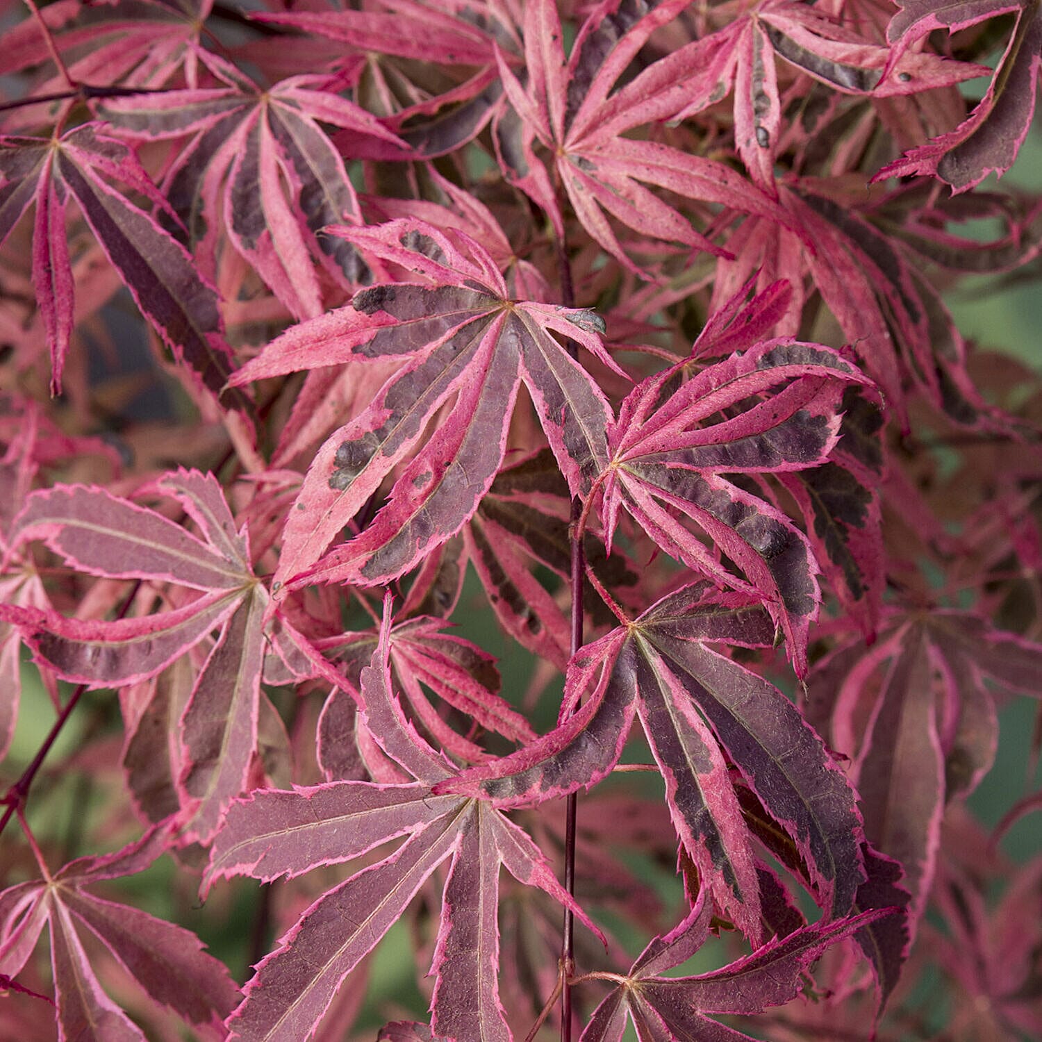 Acer Palmatum Shirazz 3L Pot