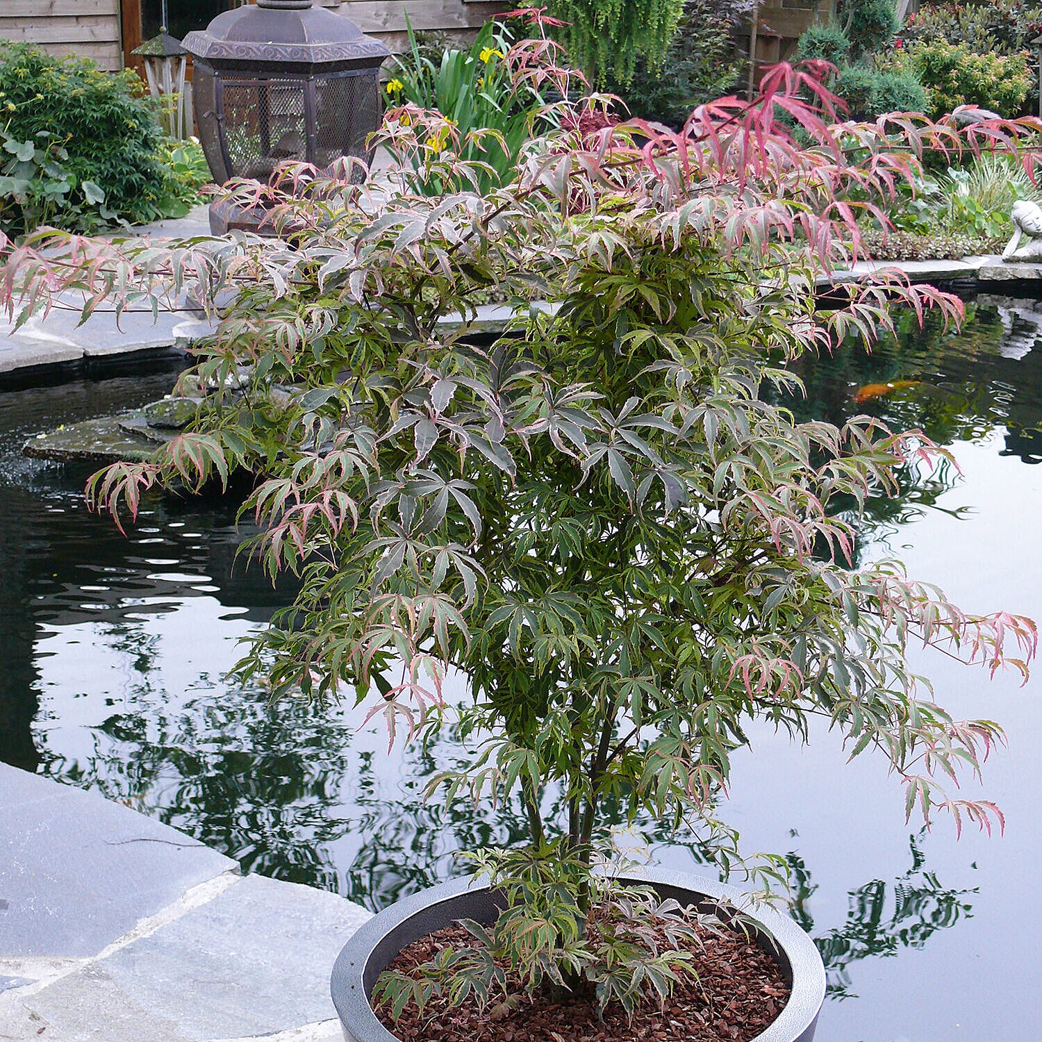 Acer Palmatum Shirazz 3L Pot