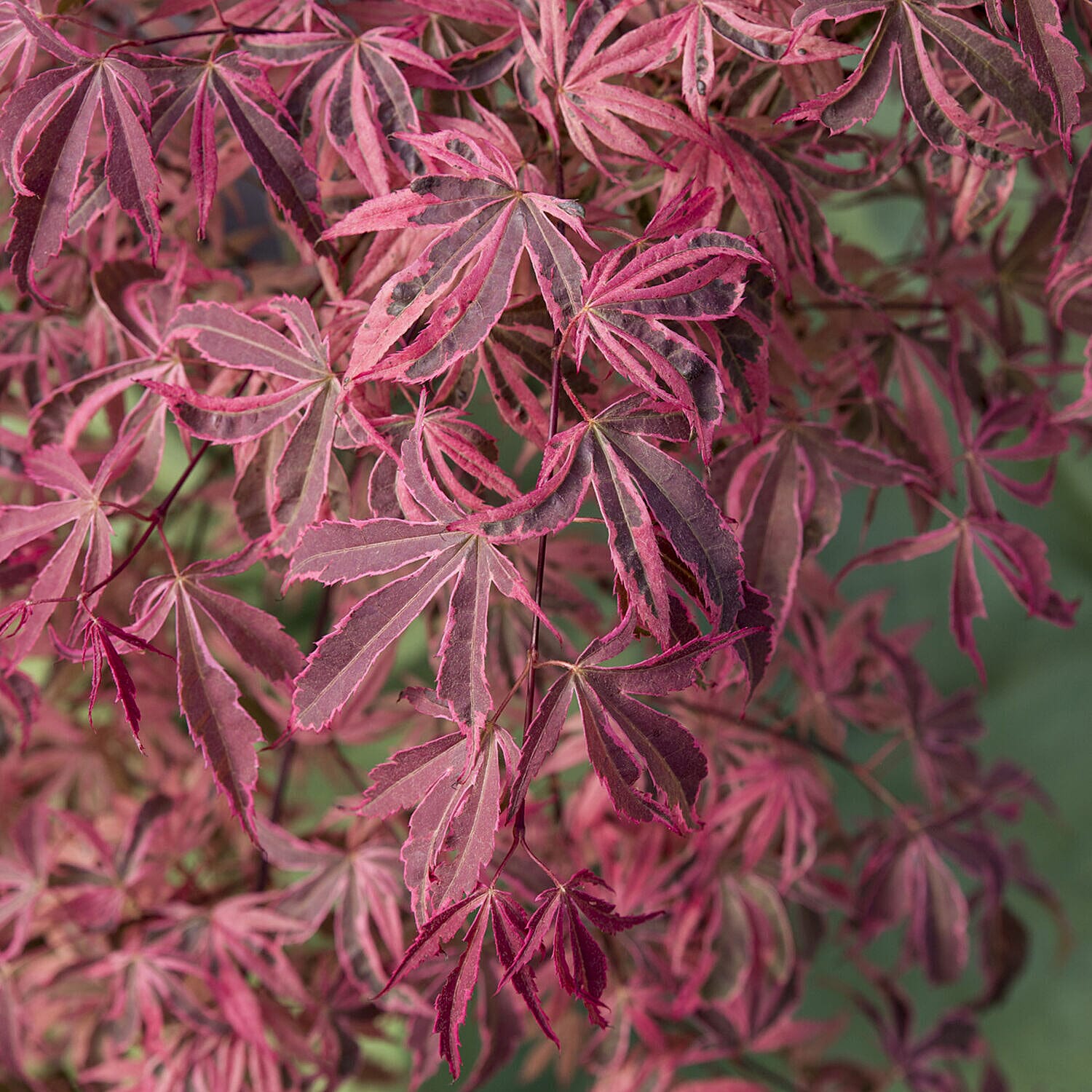 Acer Palmatum Shirazz 3L Pot