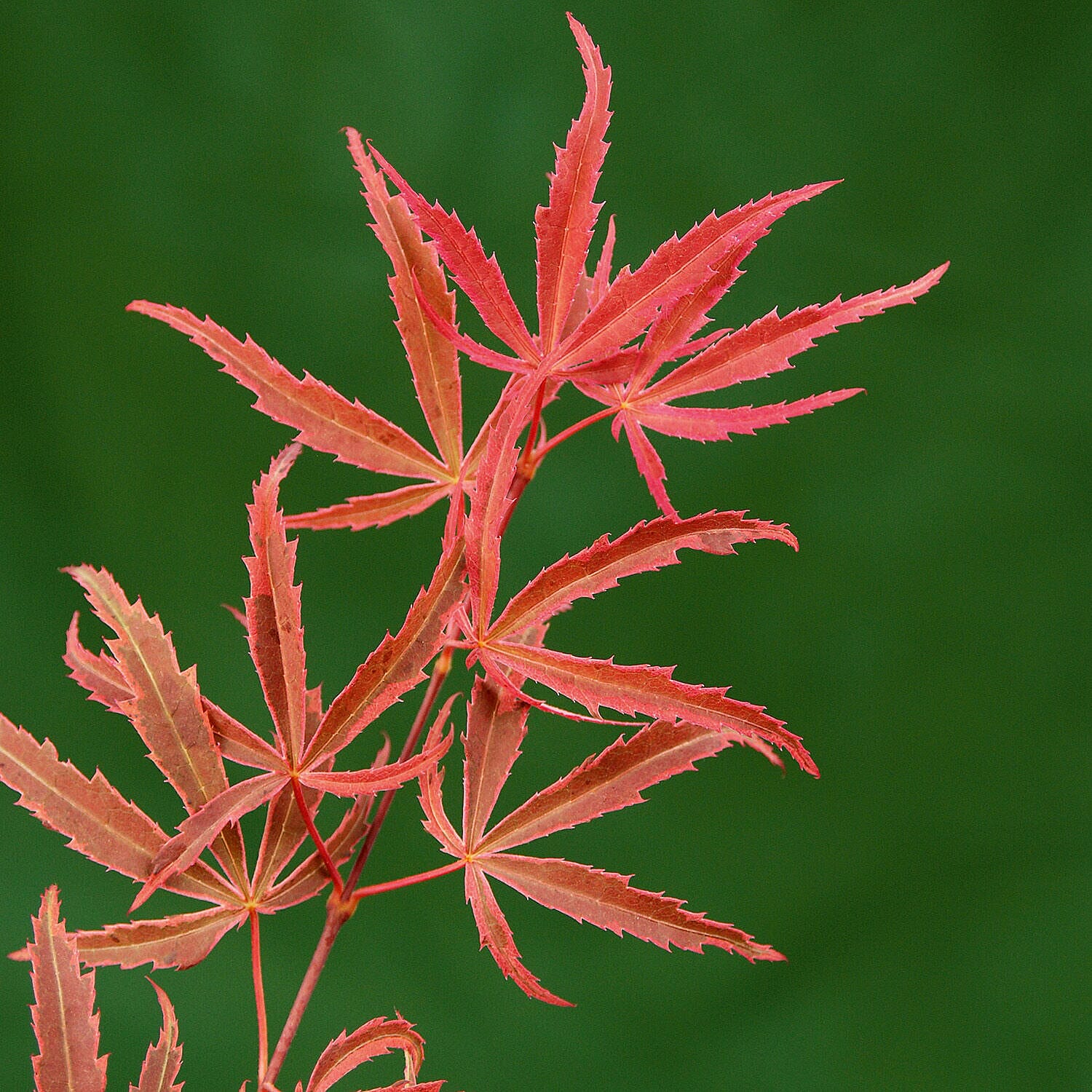 Acer Palmatum Shirazz 3L Pot