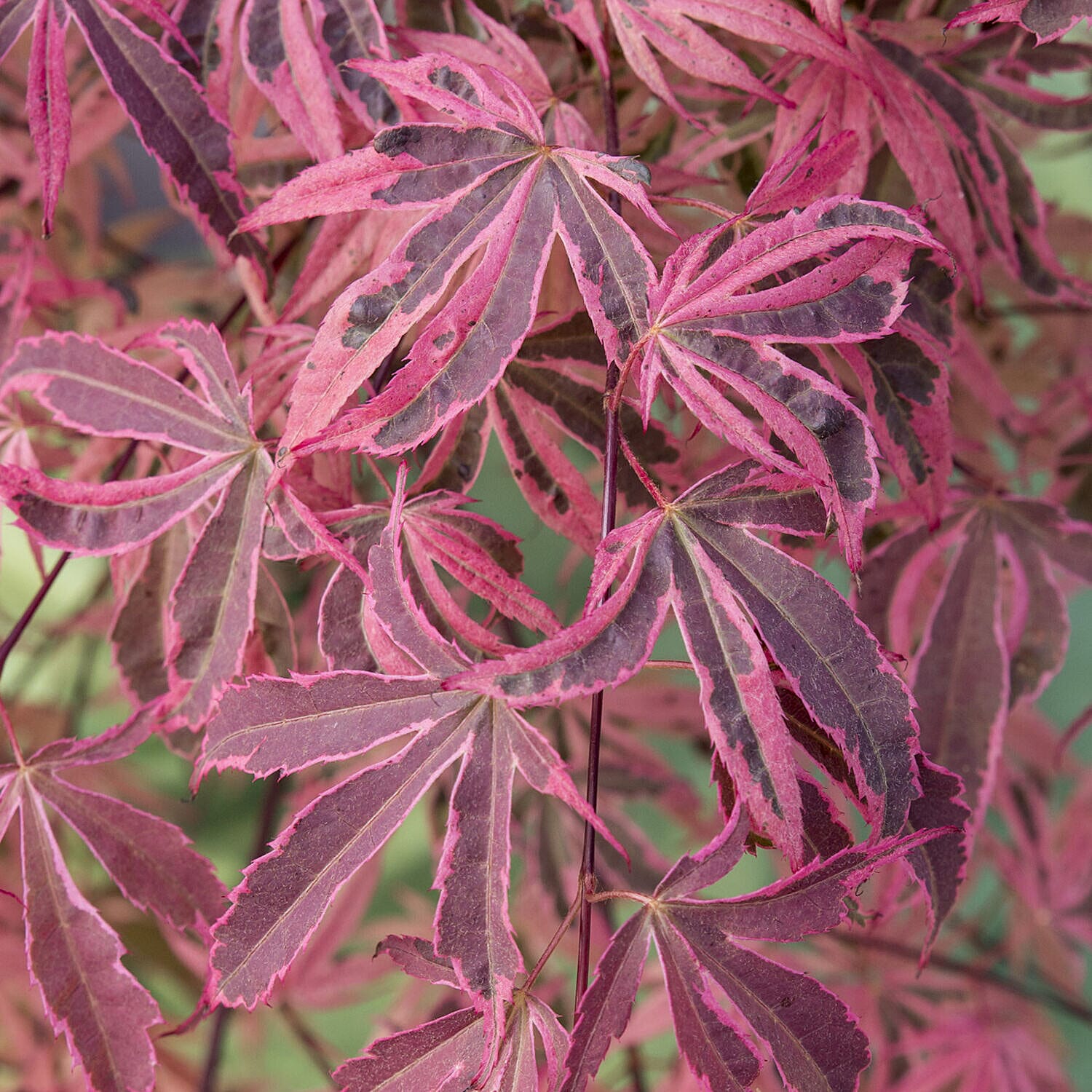Acer Palmatum Shirazz 3L Pot
