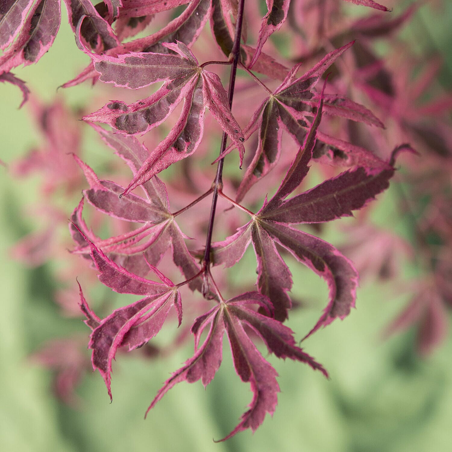 Acer Palmatum Shirazz 3L Pot