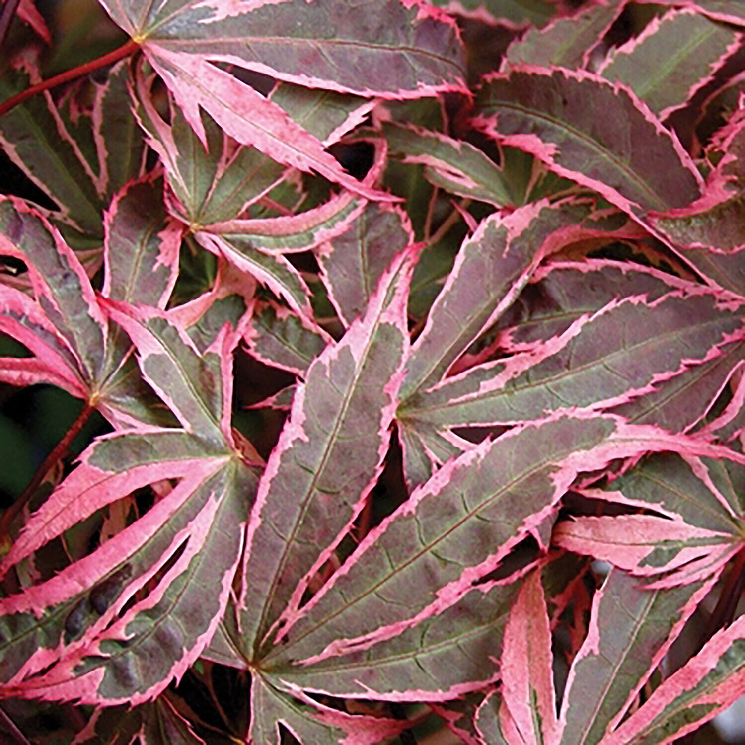 Acer Palmatum Shirazz 3L Pot