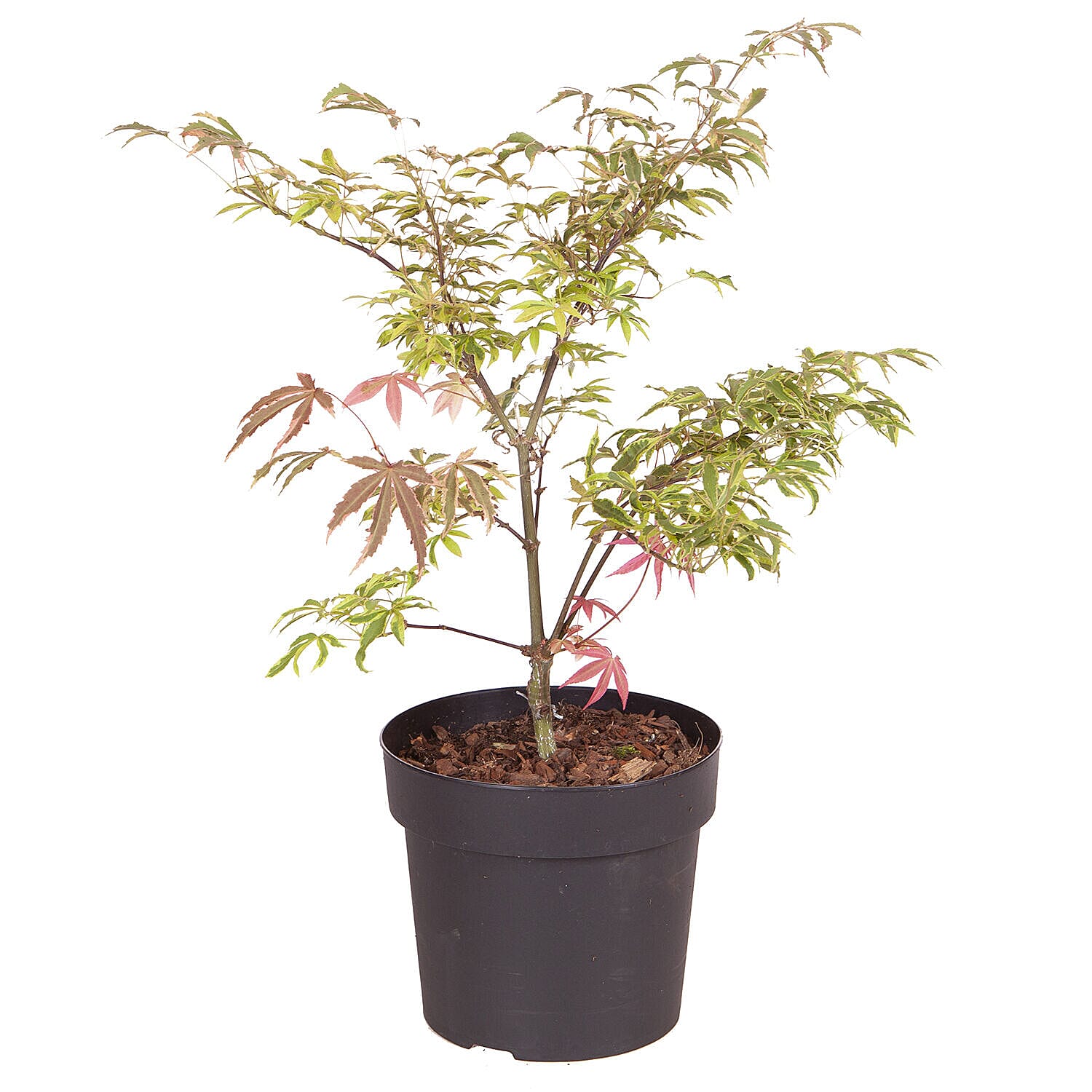 Acer Palmatum Shirazz 3L Pot