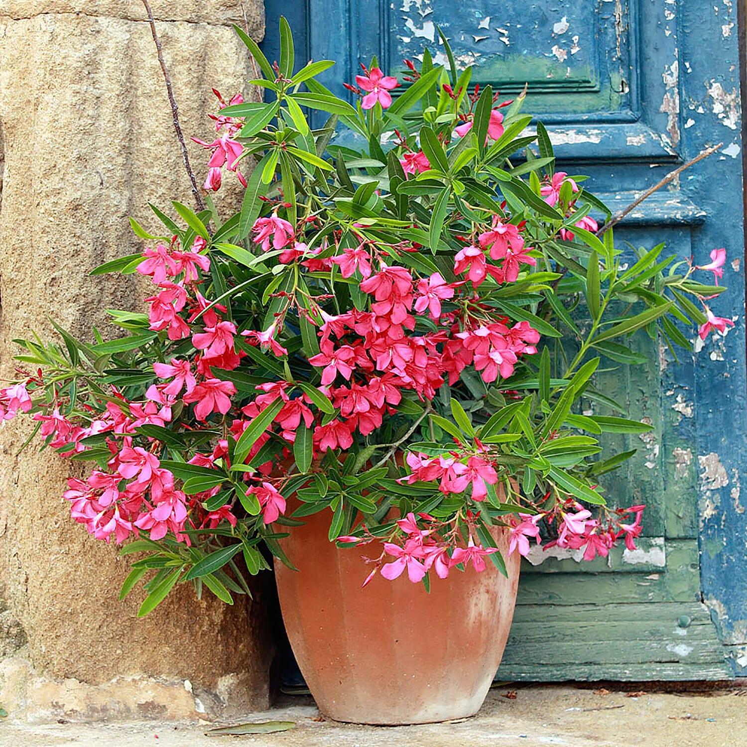 Pair of Mediteranean Pink Oleander Bushes with Gold Burnished Planters