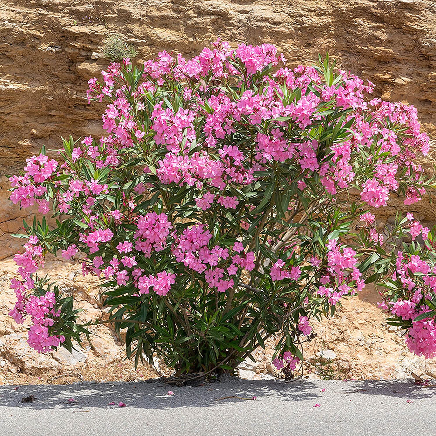 Pair of Mediteranean Pink Oleander Bushes with Gold Burnished Planters