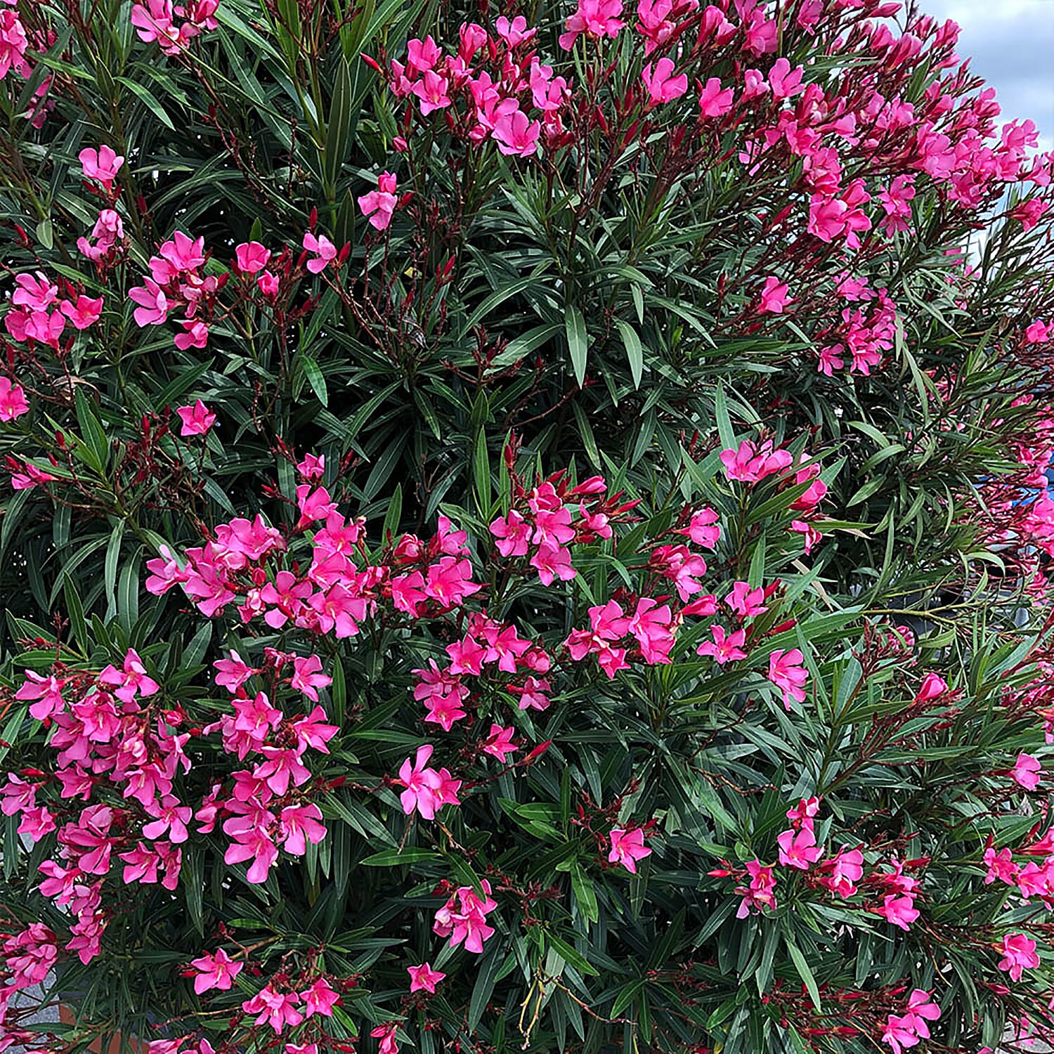 Pair of Mediteranean Pink Oleander Bushes with Gold Burnished Planters