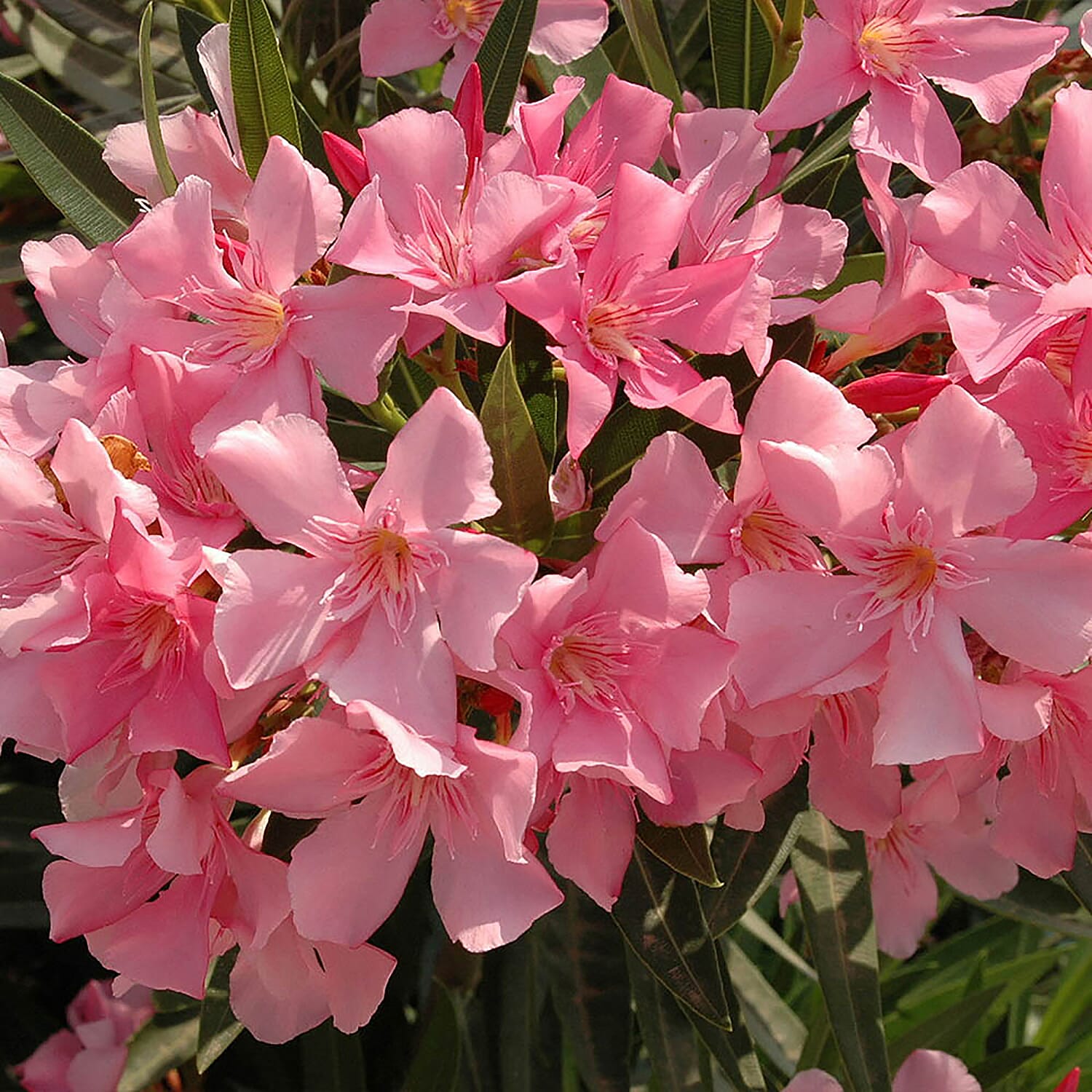 Pair of Mediteranean Pink Oleander Bushes with Gold Burnished Planters