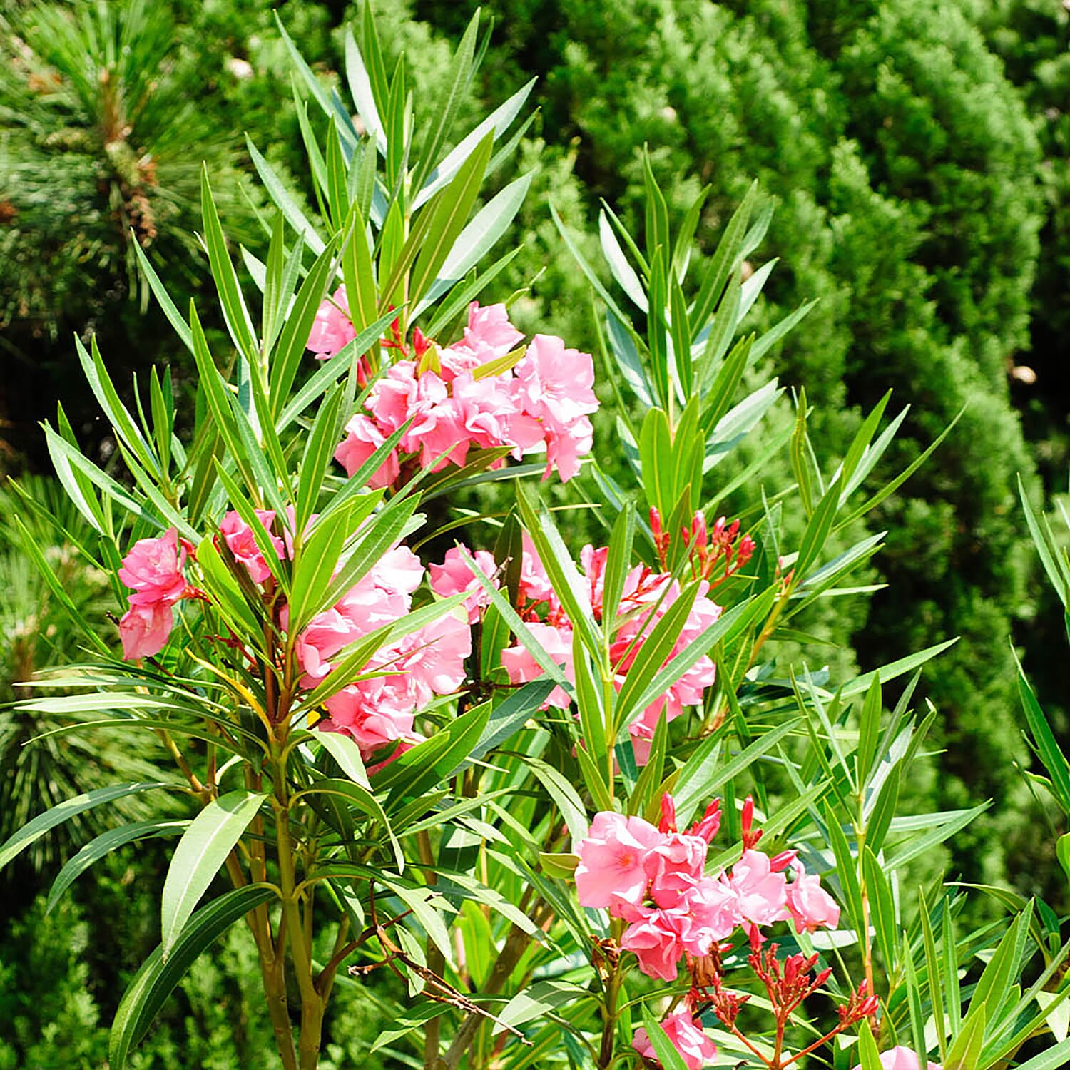 Pair of Mediteranean Pink Oleander Bushes with Gold Burnished Planters