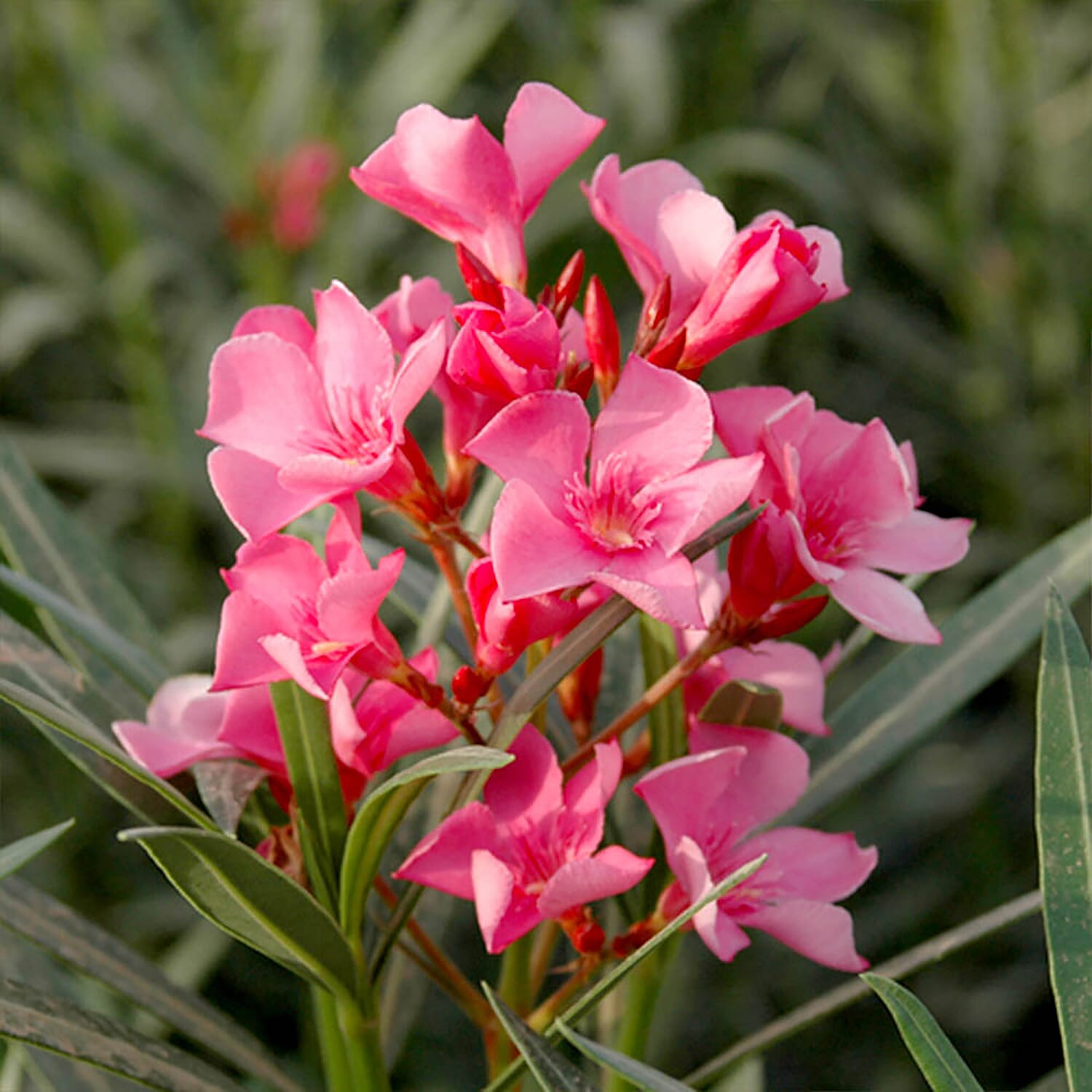 Pair of Mediteranean Pink Oleander Bushes with Gold Burnished Planters