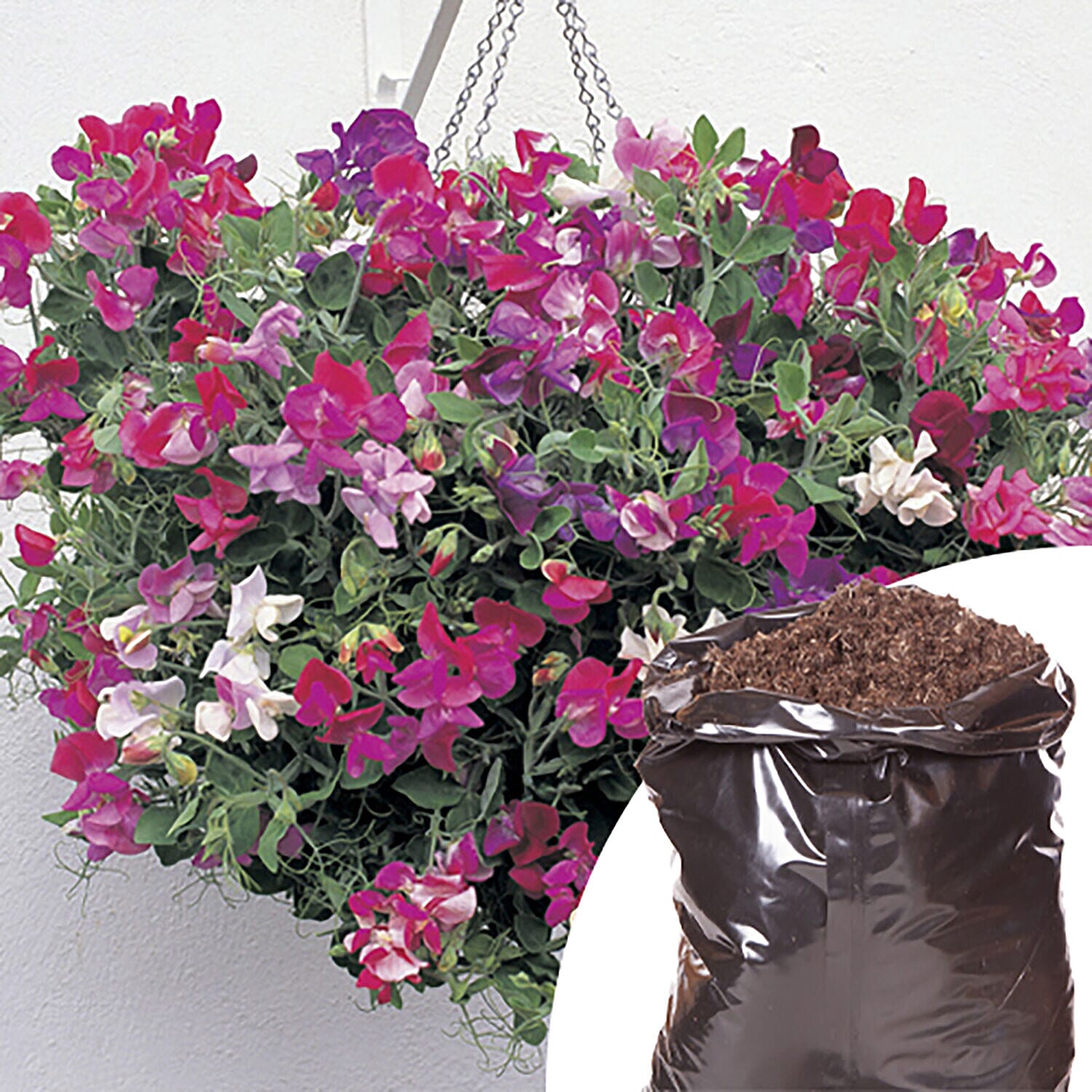 Set of 6 Trailing Sweet Pea Plug Plants with Bronze Hanging Baskets & Compost 20L