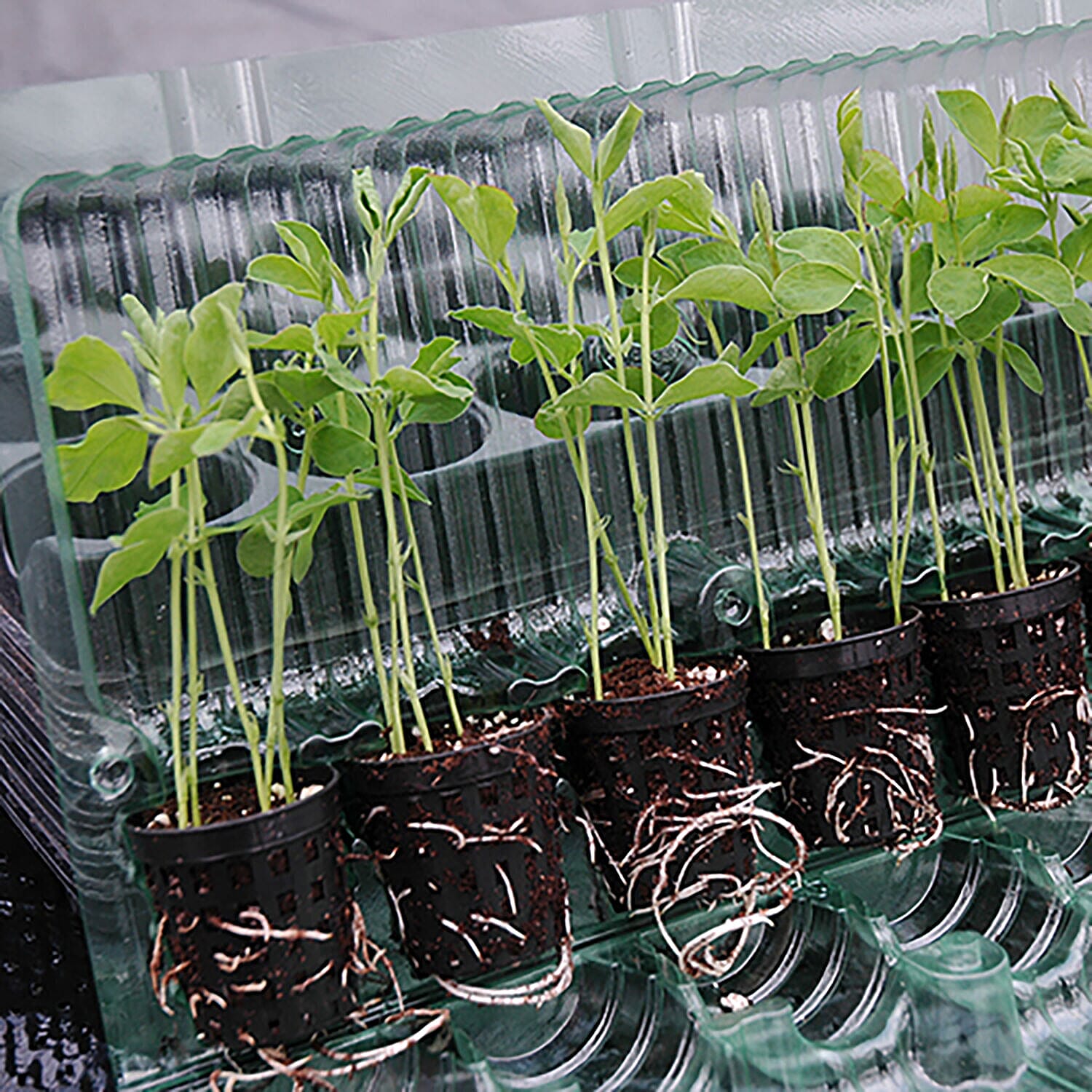 Set of 6 Trailing Sweet Pea Plug Plants with Bronze Hanging Baskets & Compost 20L