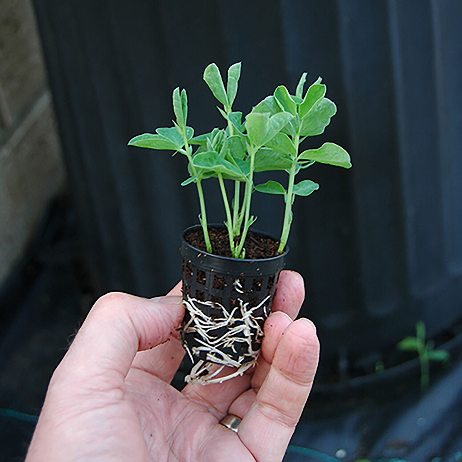 Set of 6 Trailing Sweet Pea Plug Plants with Bronze Hanging Baskets & Compost 20L