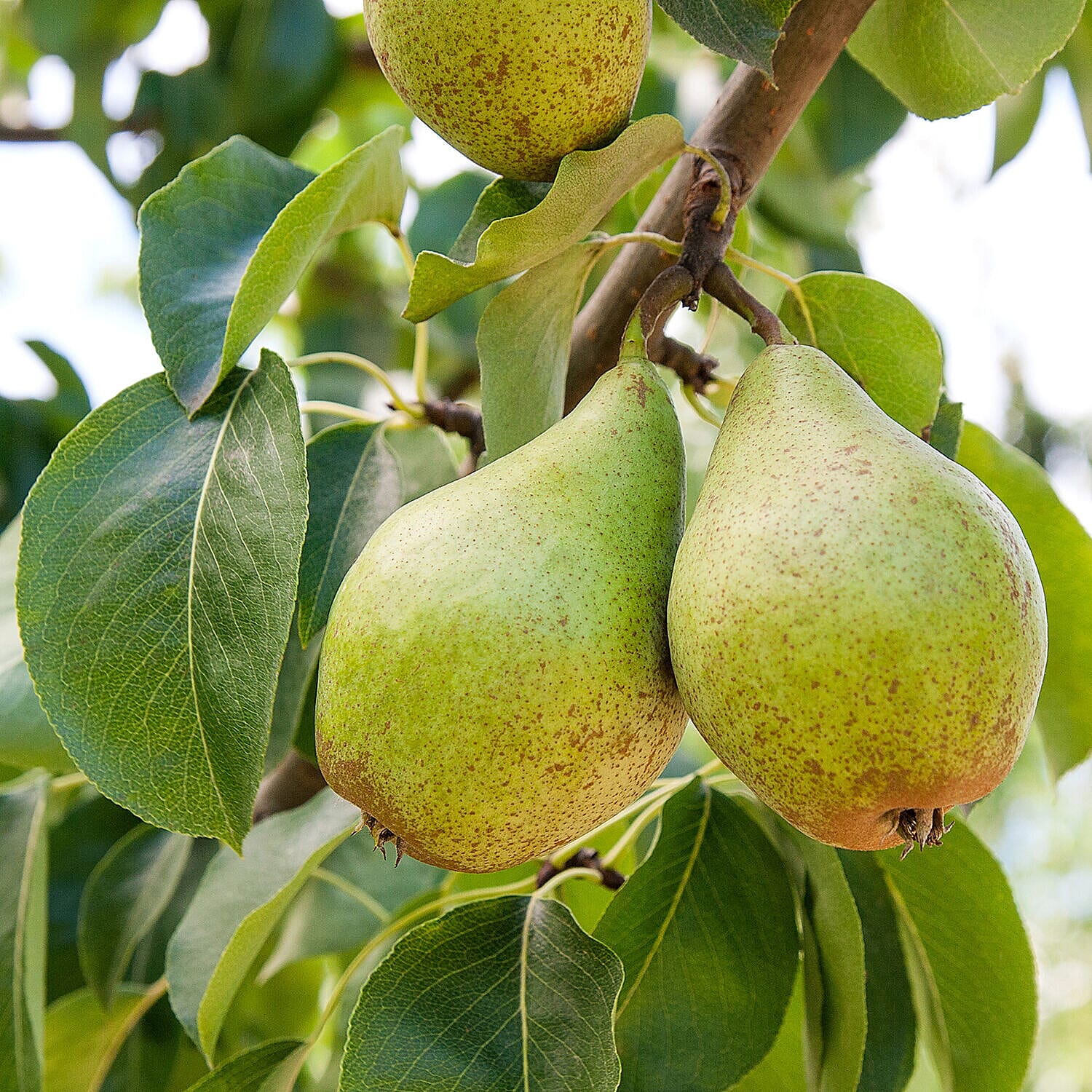 Beurre Alex Lucas Pear Tree