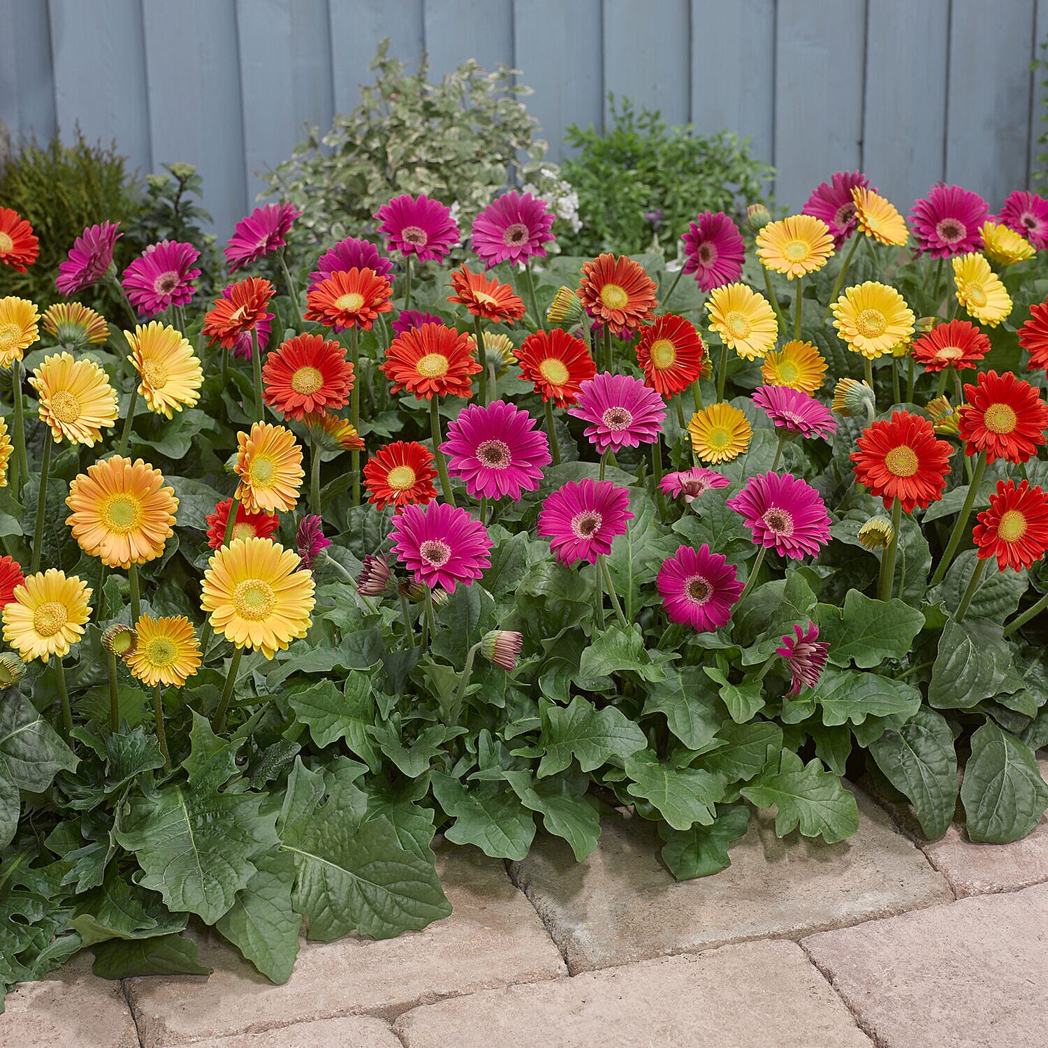 Set of 6 - Hardy Garden Gerbera Sweet Series