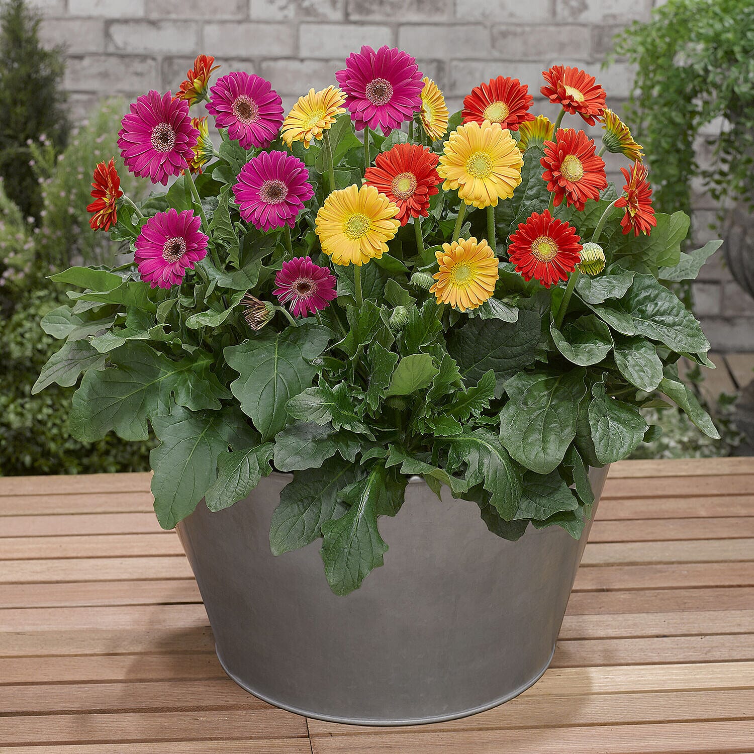 Set of 6 - Hardy Garden Gerbera Sweet Series