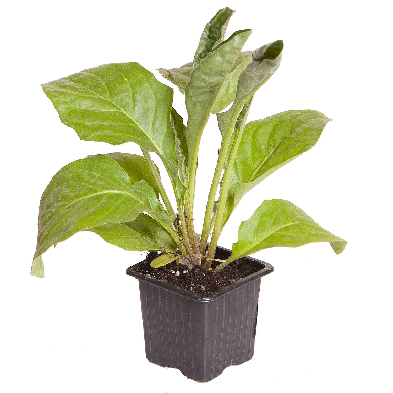 Set of 6 - Hardy Garden Gerbera Sweet Series