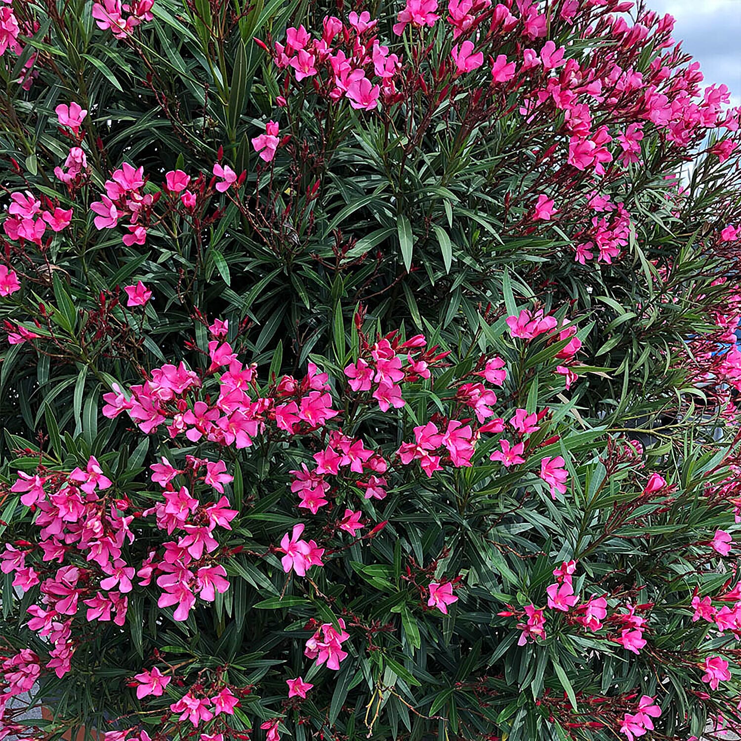 Mediteranean Oleander Bush Mixed Pink Shades 17cm Pot