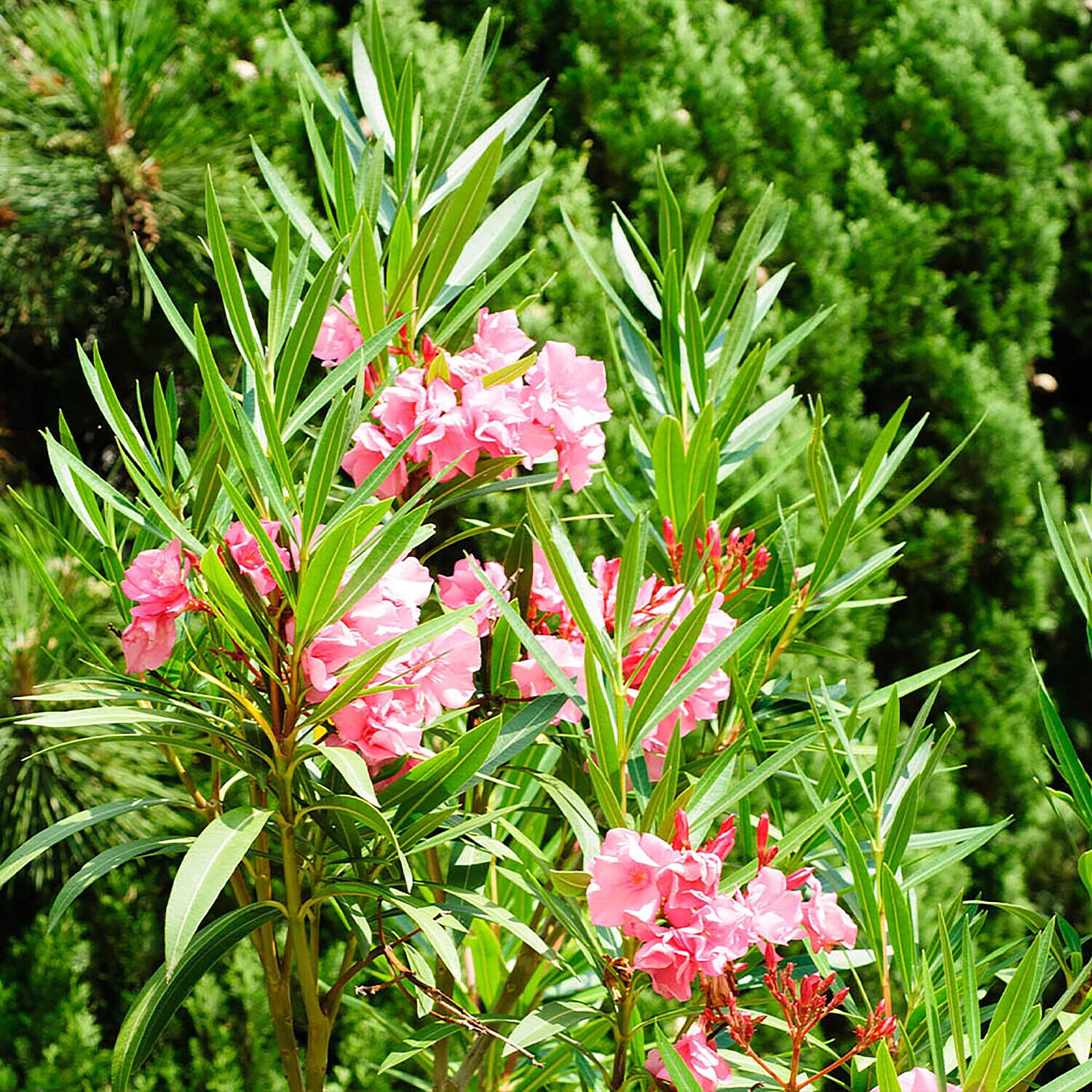 Mediteranean Oleander Bush Mixed Pink Shades 17cm Pot