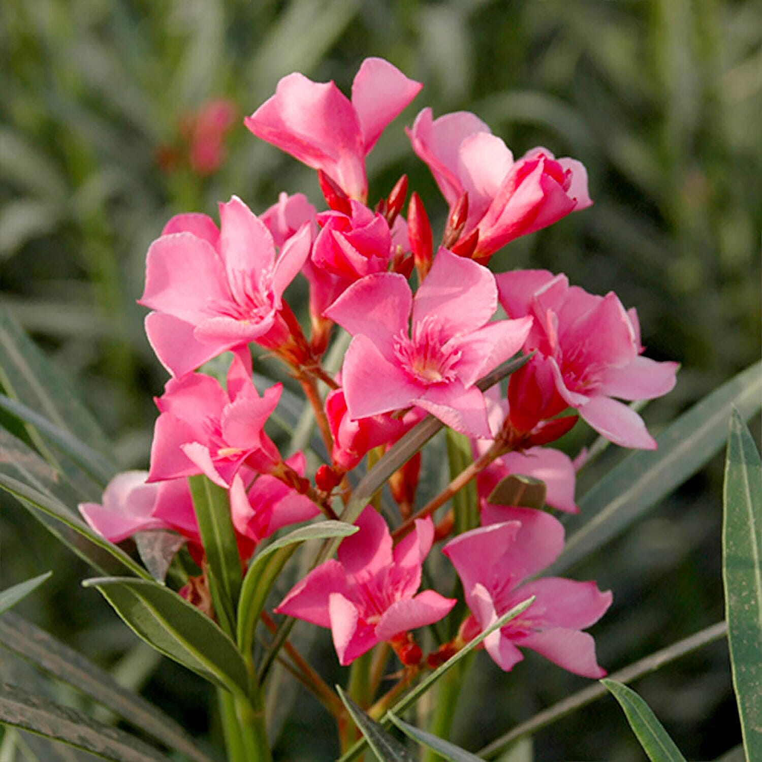 Mediteranean Oleander Bush Mixed Pink Shades 17cm Pot