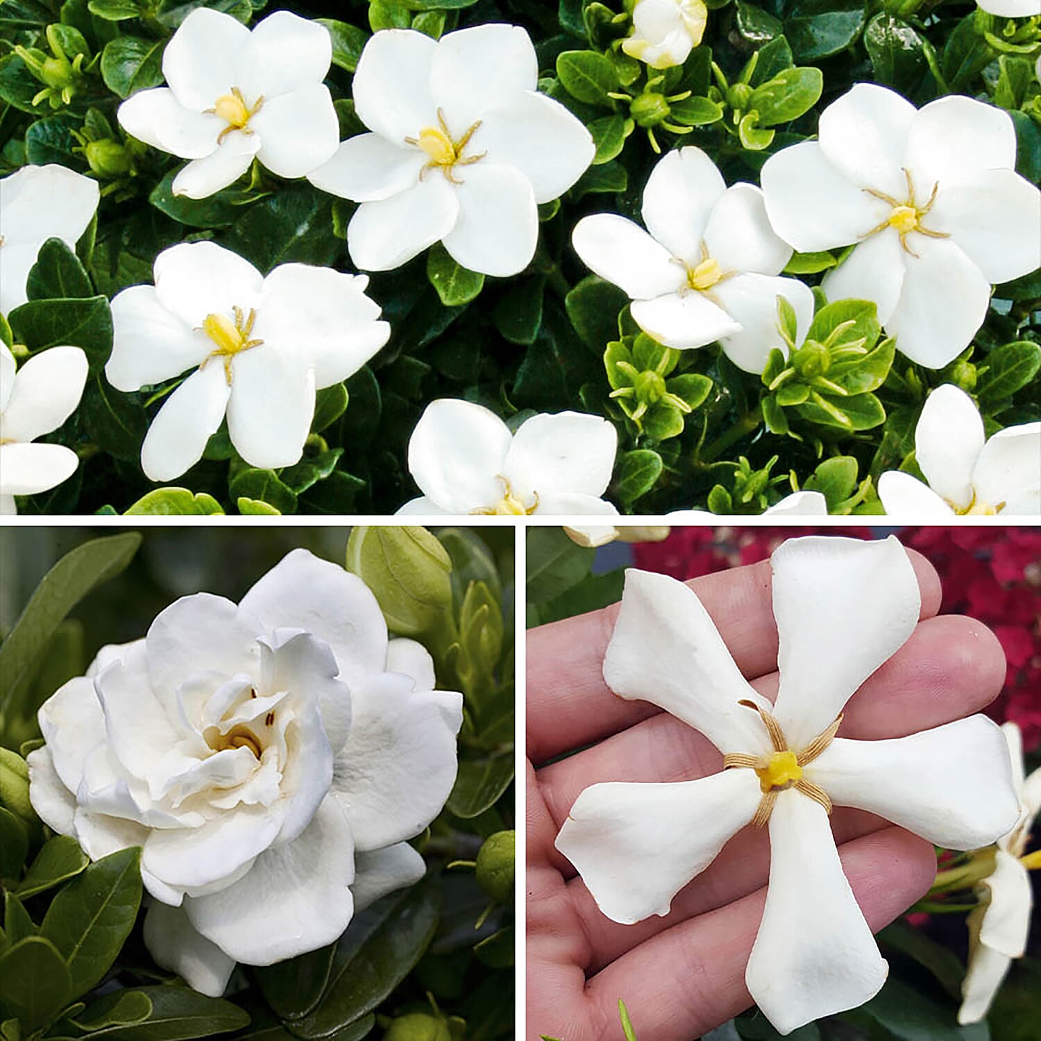 Collection of Hardy Gardenia Mixed Varieties in 9cm Pots