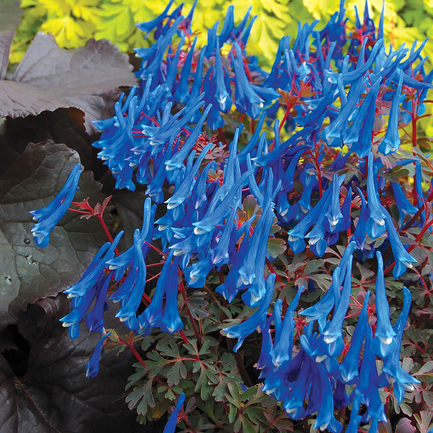 3 Corydalis Blue Heron Jumbo Plugs - Hardy, Good For Shaded Areas, Double Flower Potential