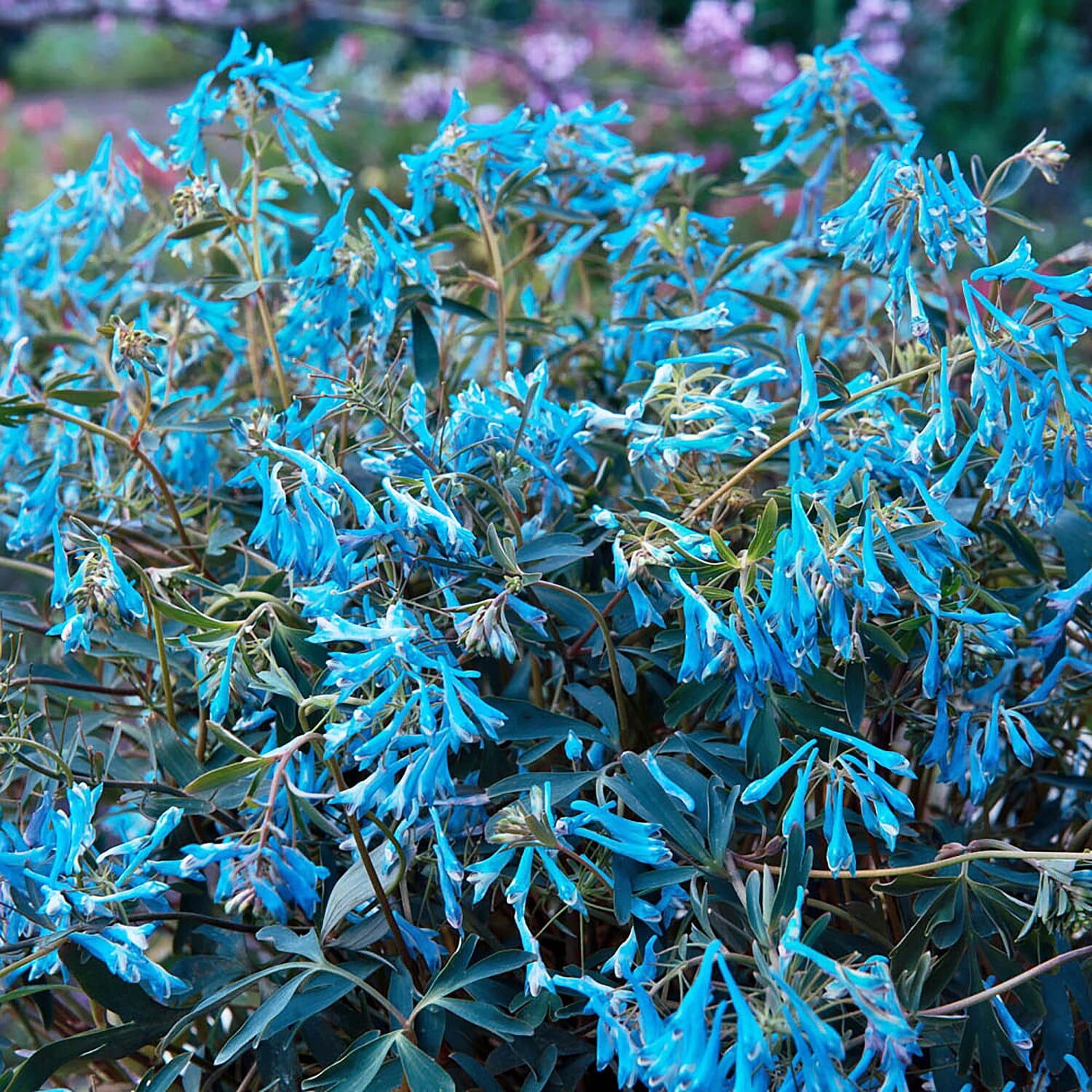 3 Corydalis Blue Heron Jumbo Plugs - Hardy, Good For Shaded Areas, Double Flower Potential