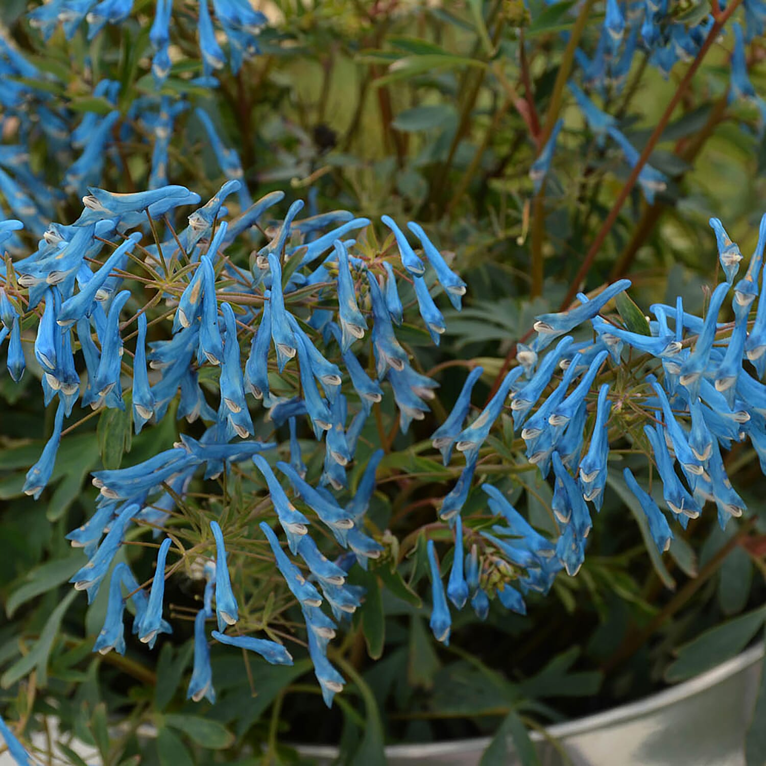 3 Corydalis Blue Heron Jumbo Plugs - Hardy, Good For Shaded Areas, Double Flower Potential