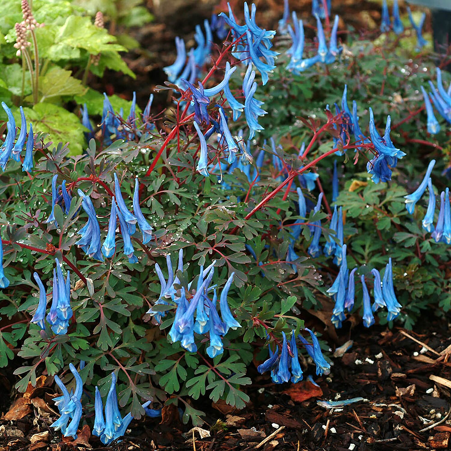 3 Corydalis Blue Heron Jumbo Plugs - Hardy, Good For Shaded Areas, Double Flower Potential