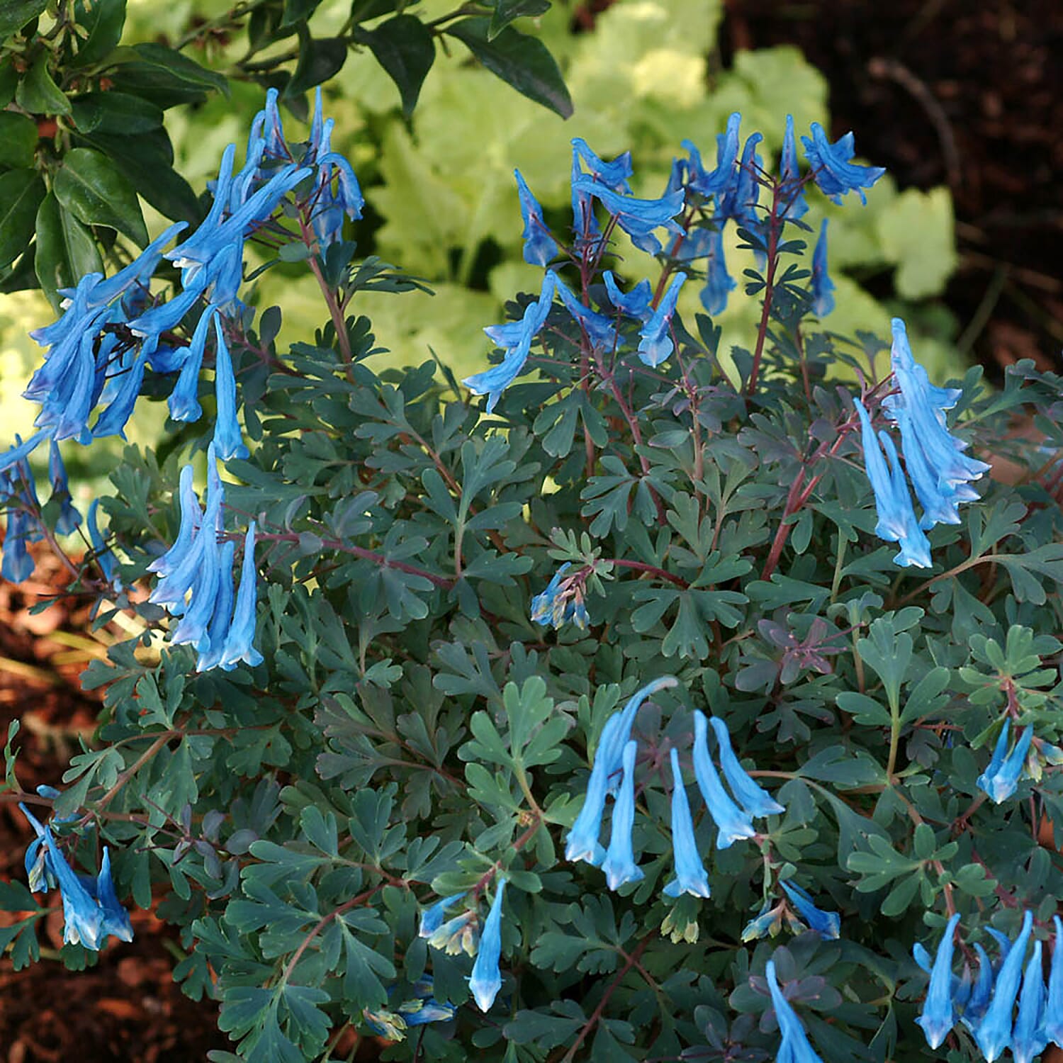 3 Corydalis Blue Heron Jumbo Plugs - Hardy, Good For Shaded Areas, Double Flower Potential