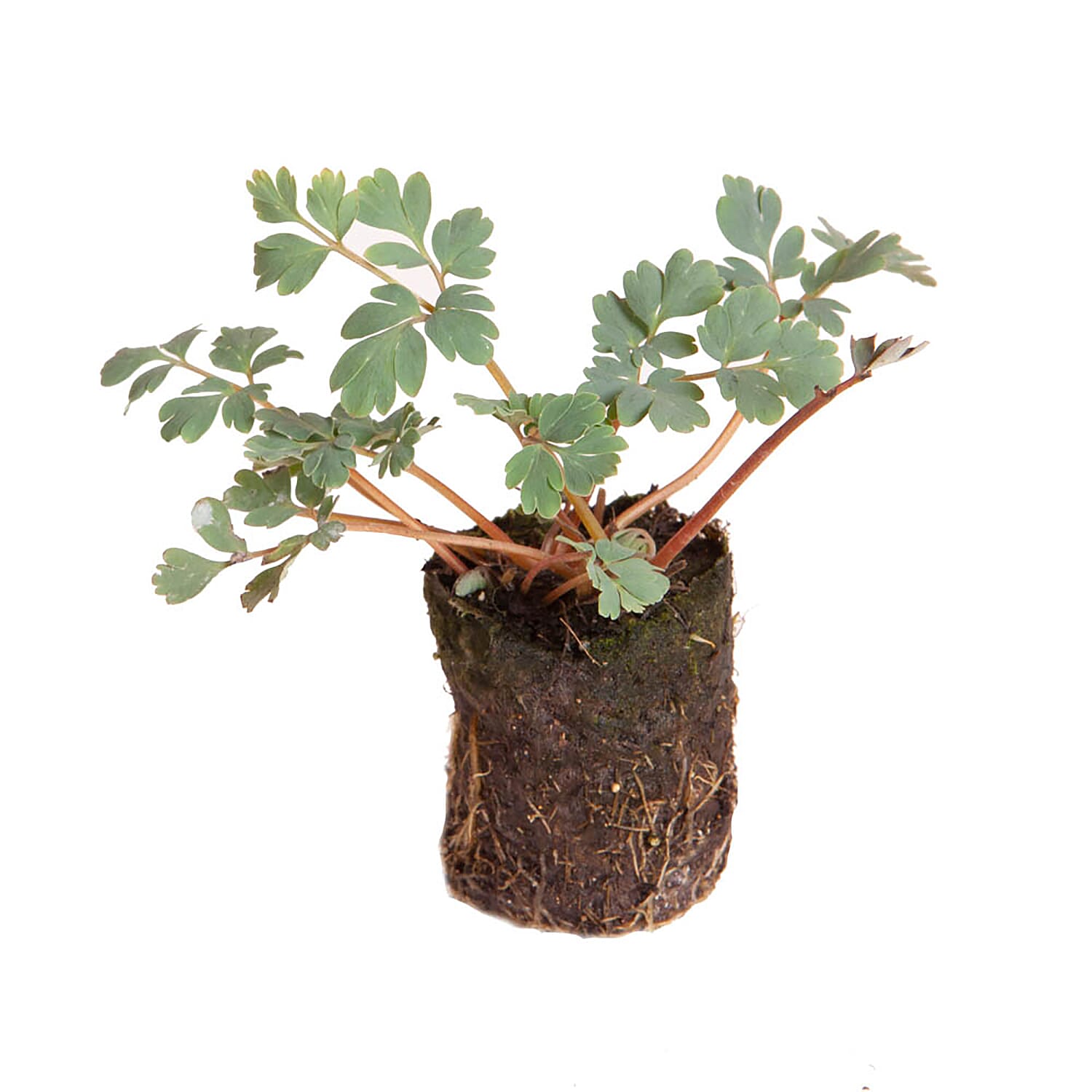 3 Corydalis Blue Heron Jumbo Plugs - Hardy, Good For Shaded Areas, Double Flower Potential