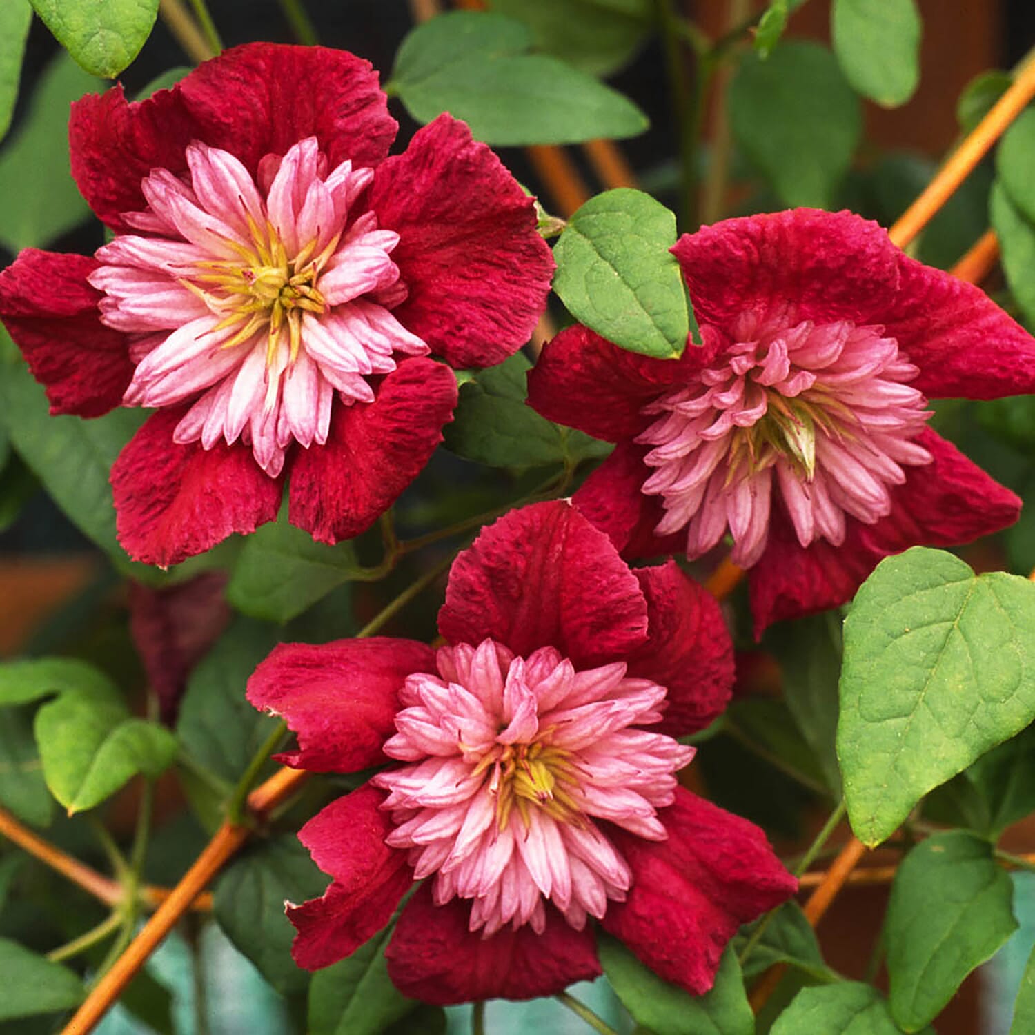 Pair of Premium Double Clematis Avant Garde 7cm pots