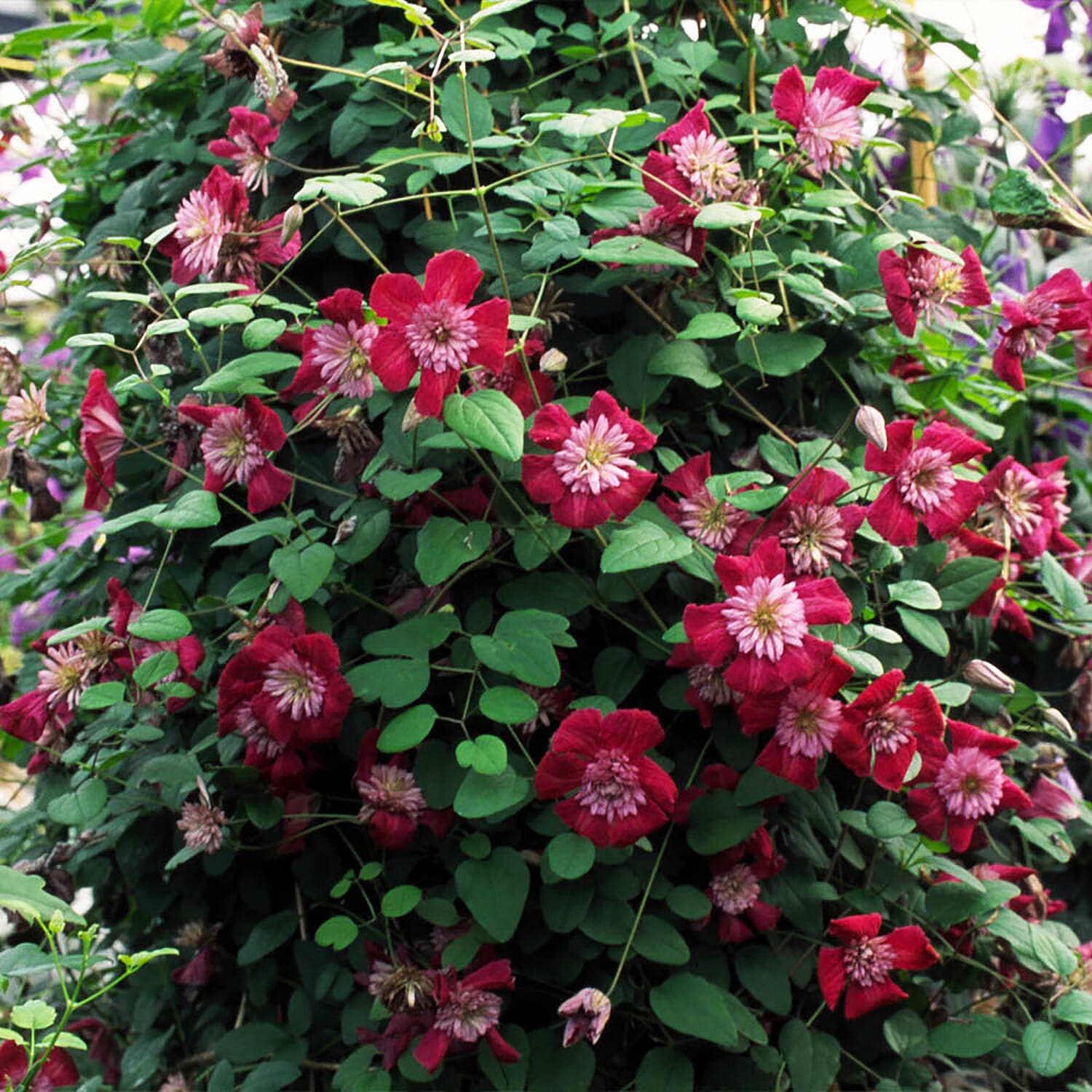 Pair of Premium Double Clematis Avant Garde 7cm pots