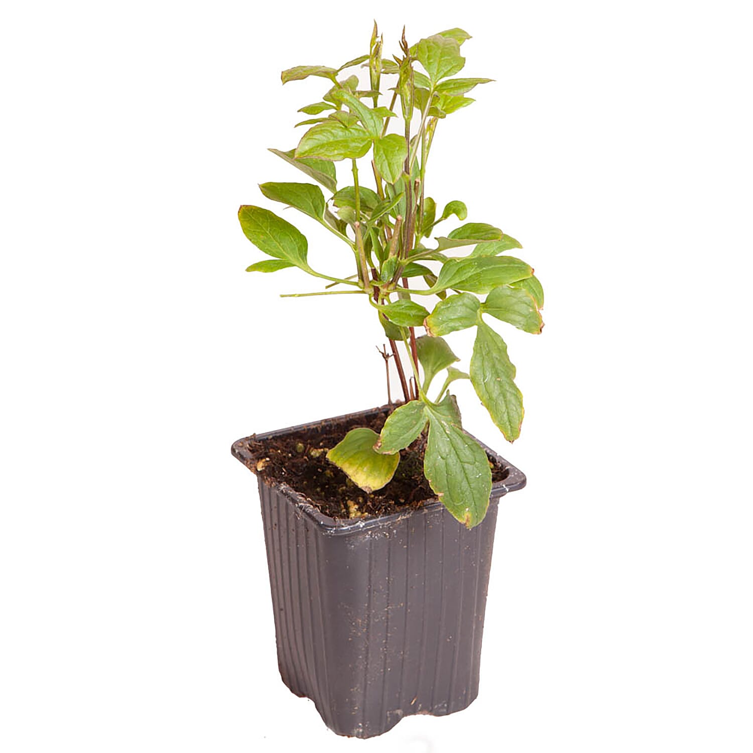 Pair of Premium Double Clematis Avant Garde 7cm pots