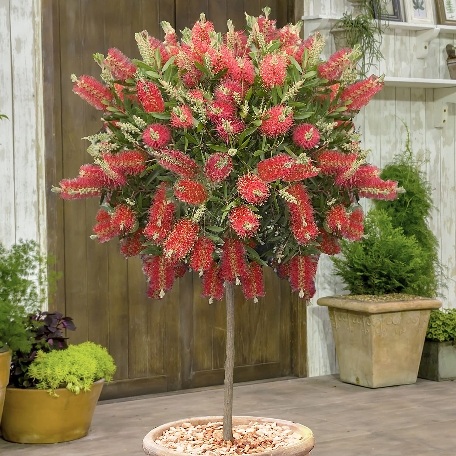 Patio Bottle Brush Tree (Callistemon) 70cm tall