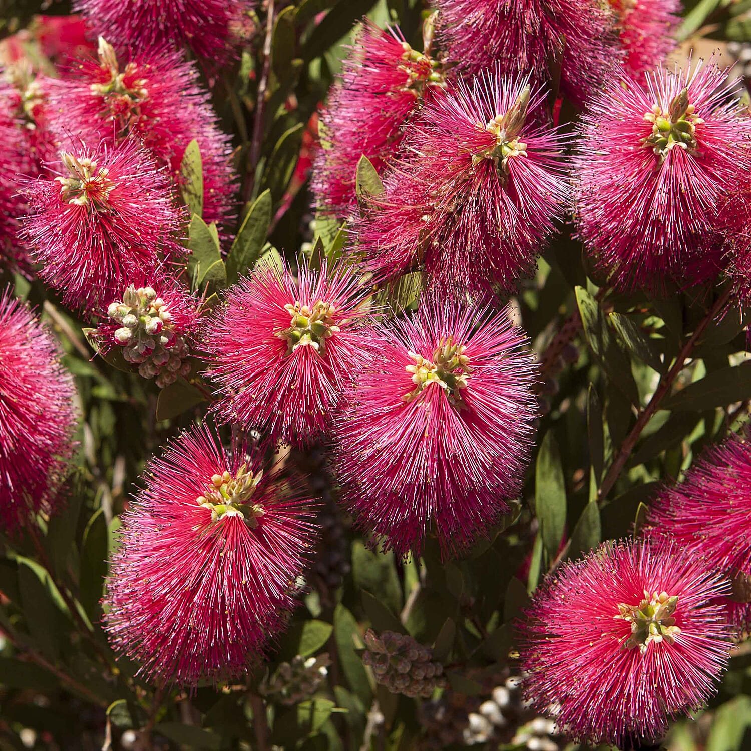 Patio Bottle Brush Tree (Callistemon) 70cm tall