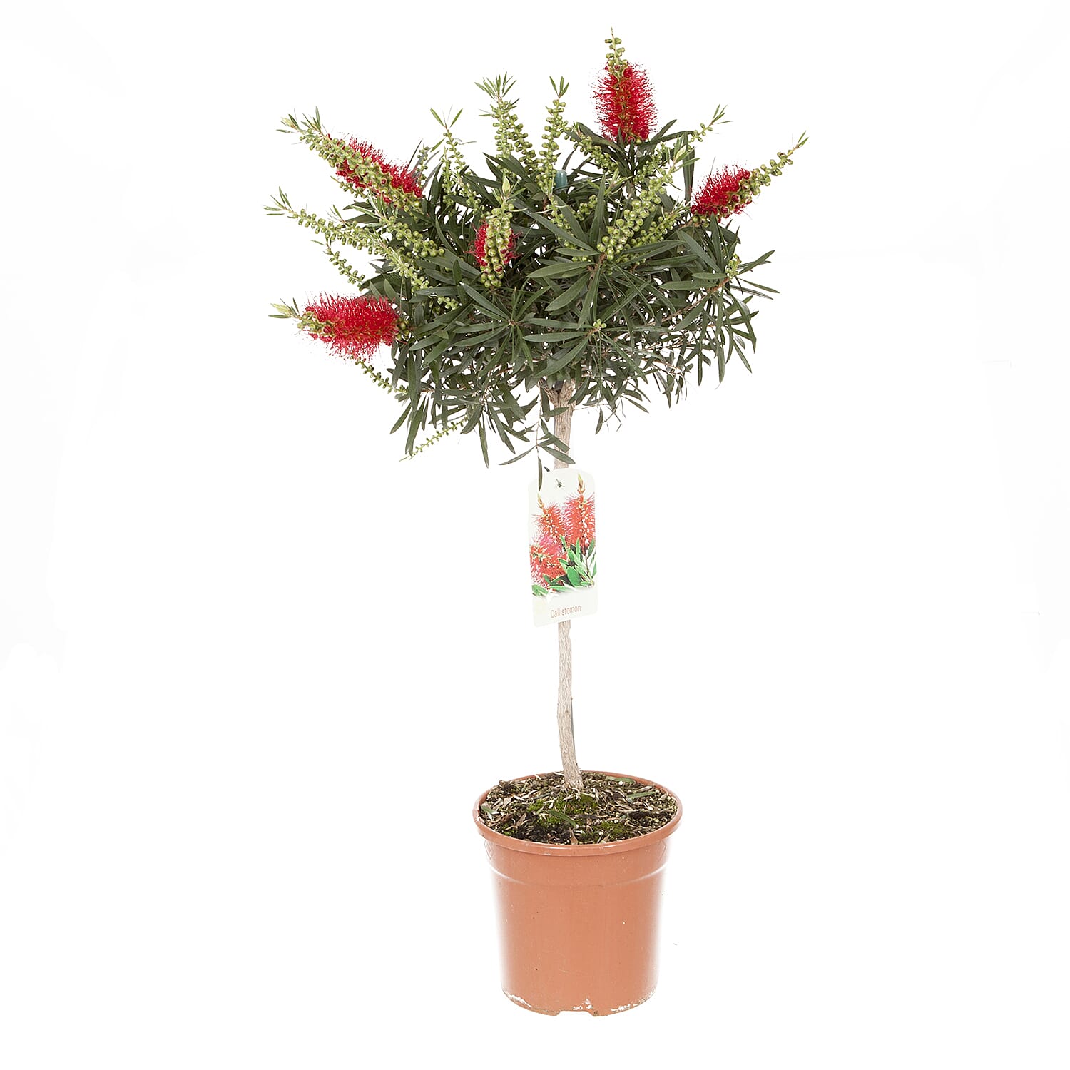 Patio Bottle Brush Tree (Callistemon) 70cm tall