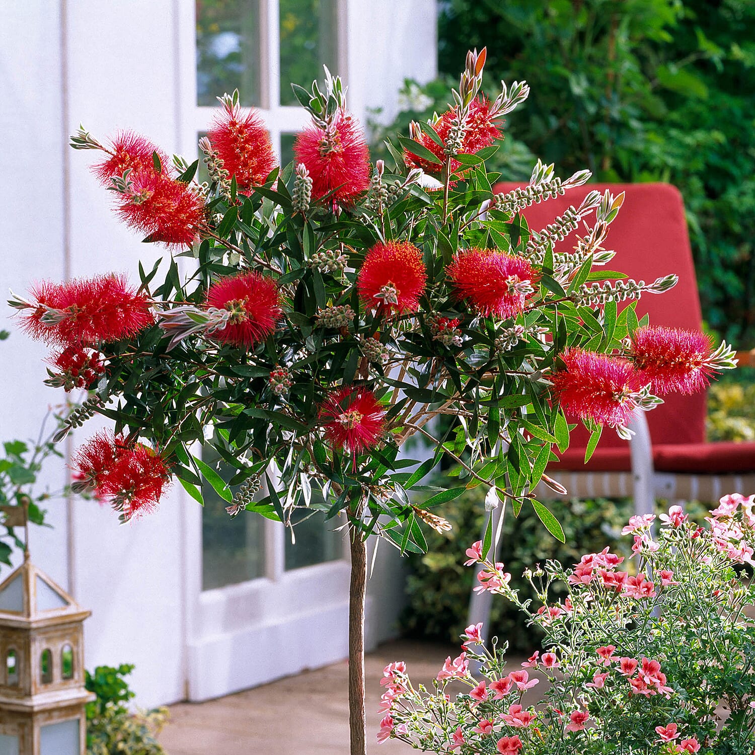 Patio Bottle Brush Tree (Callistemon) 70cm tall