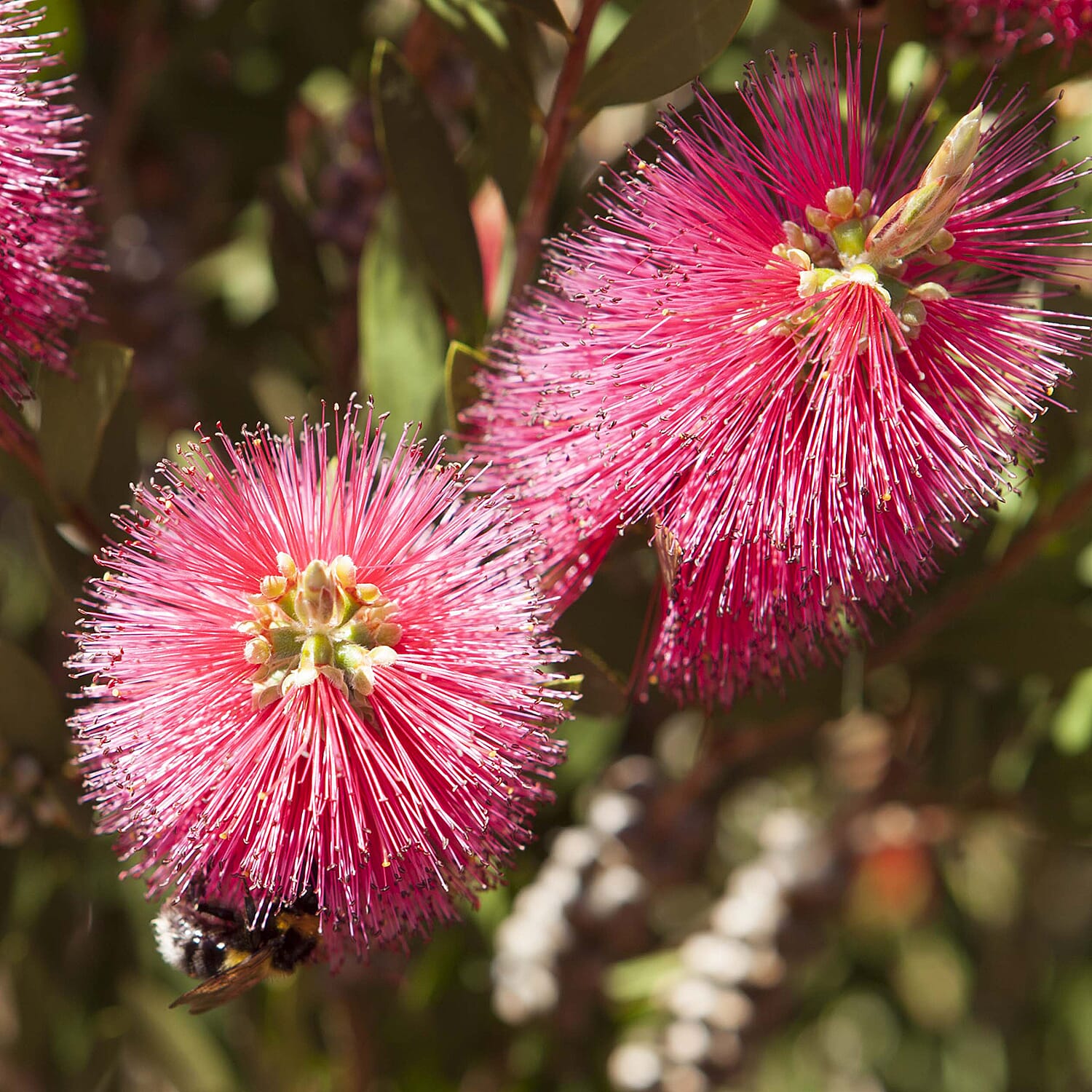 Patio Bottle Brush Tree (Callistemon) 70cm tall