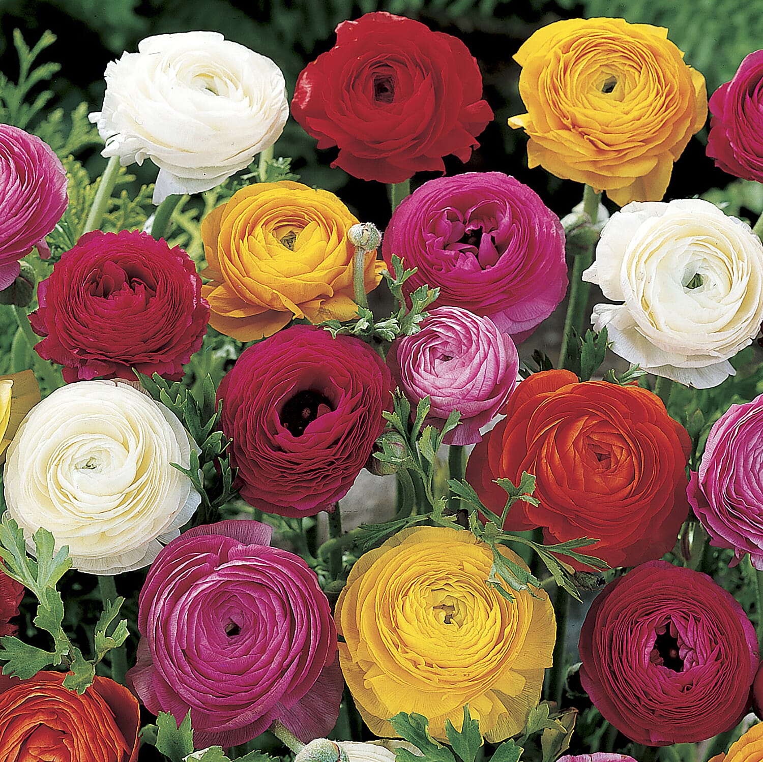 100 Mixed Colour Ranunculus Bulbs