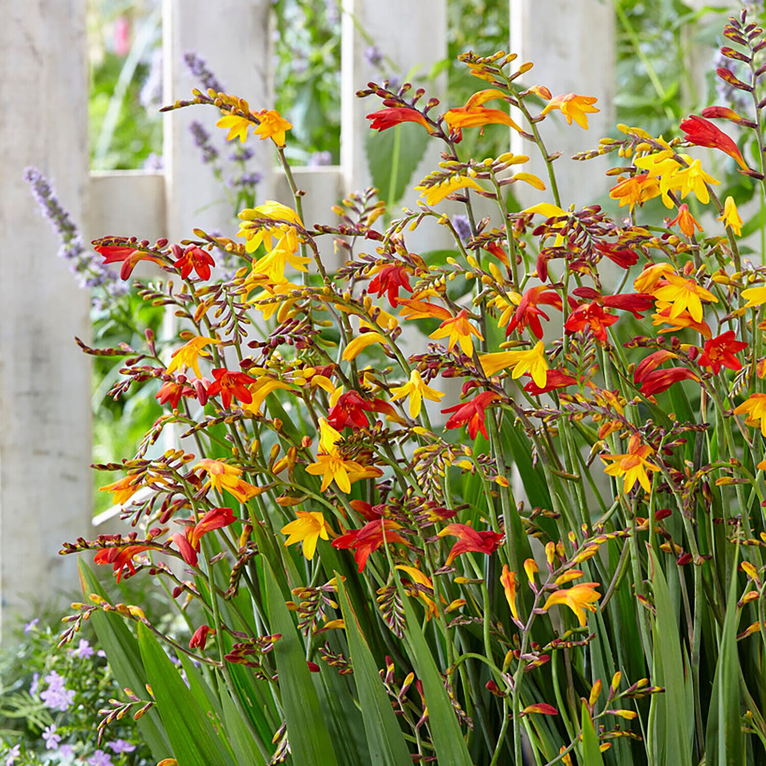 100 Mixed Colours Crocosmia Bulbs