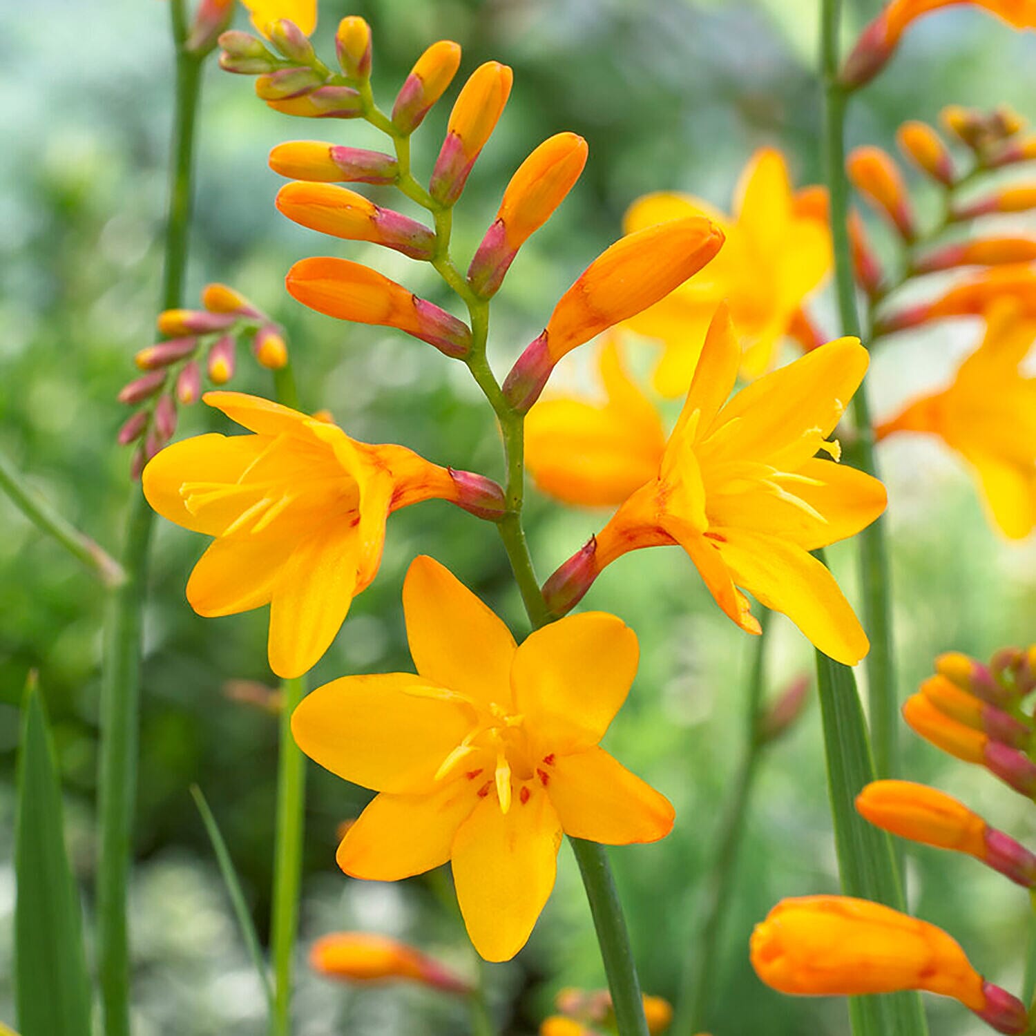100 Mixed Colours Crocosmia Bulbs