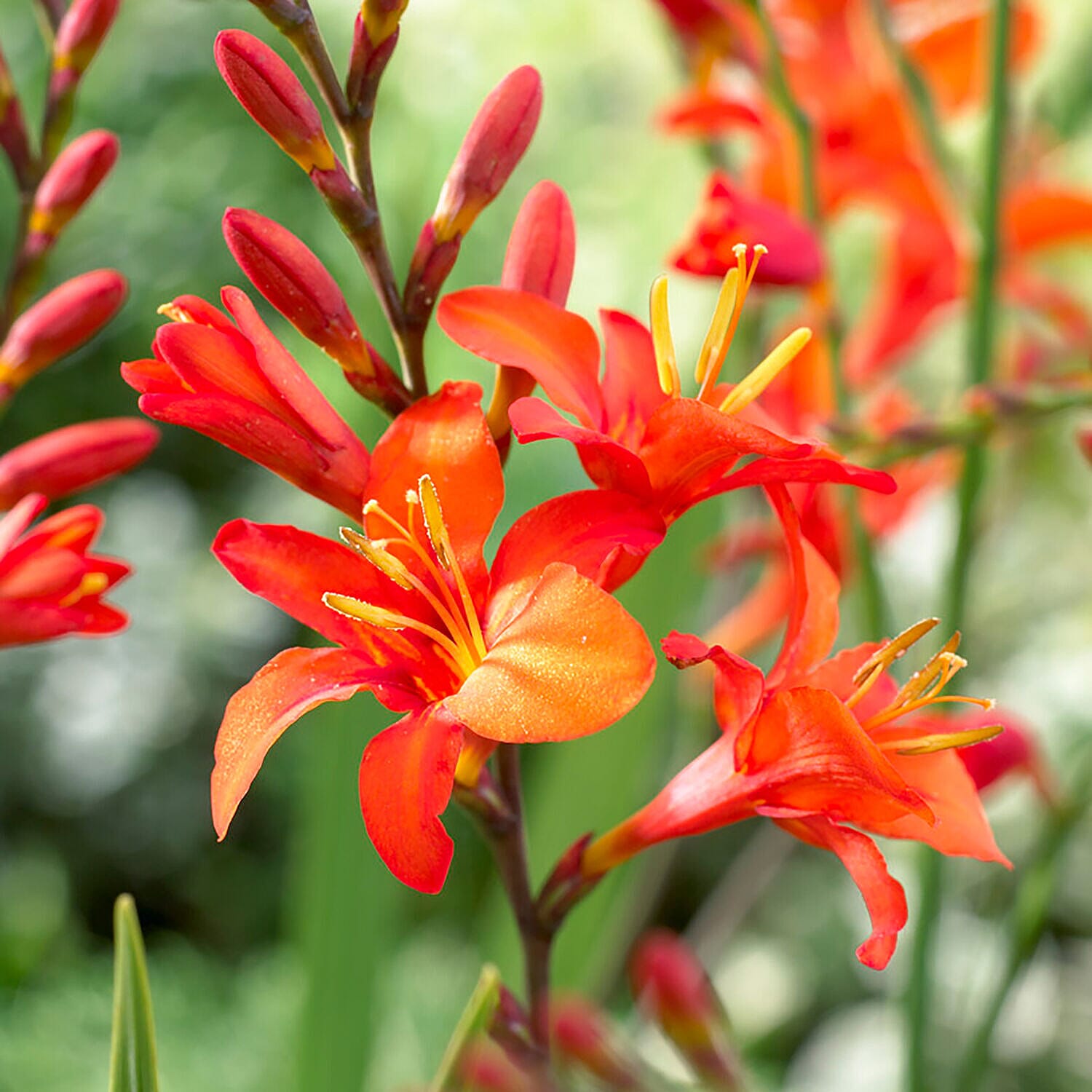 100 Mixed Colours Crocosmia Bulbs