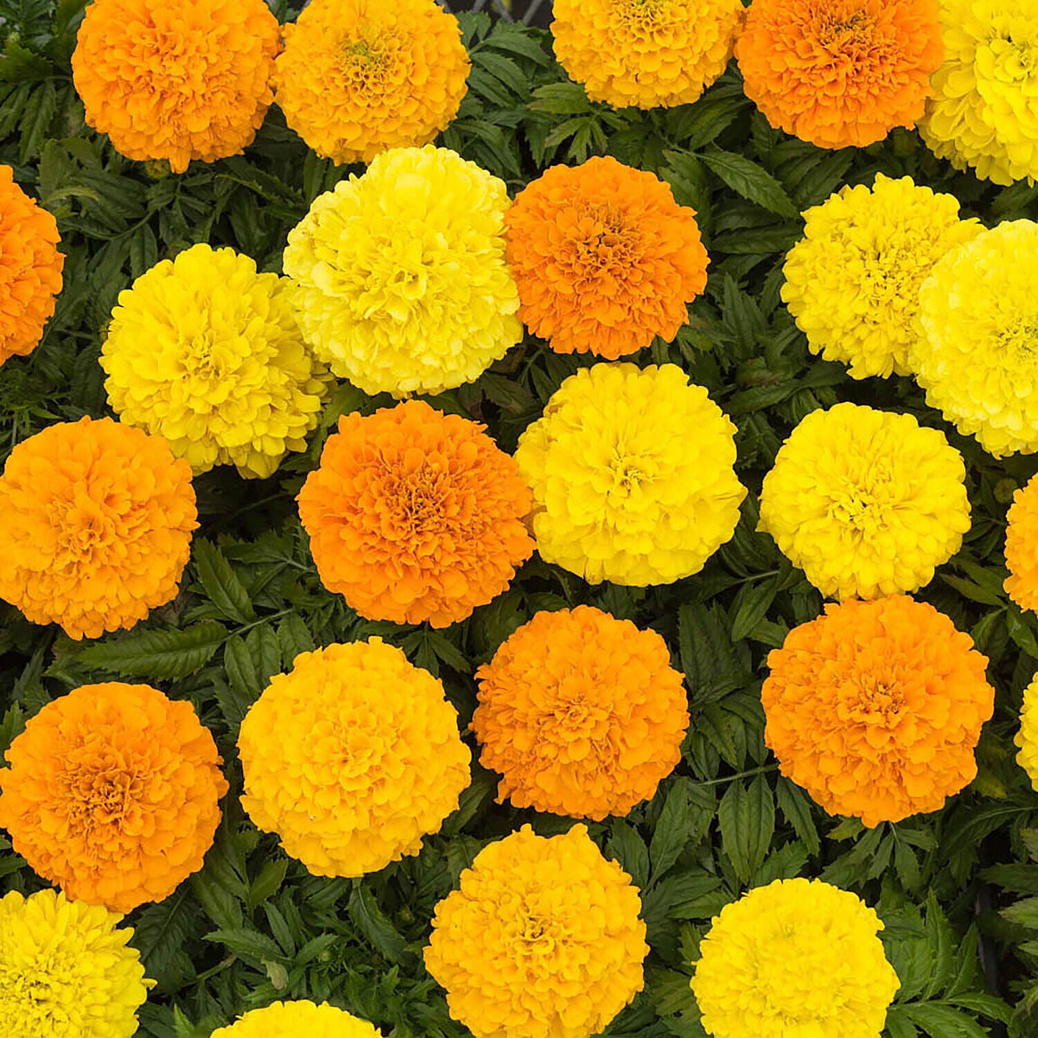 24 Marigold African Sun plugs