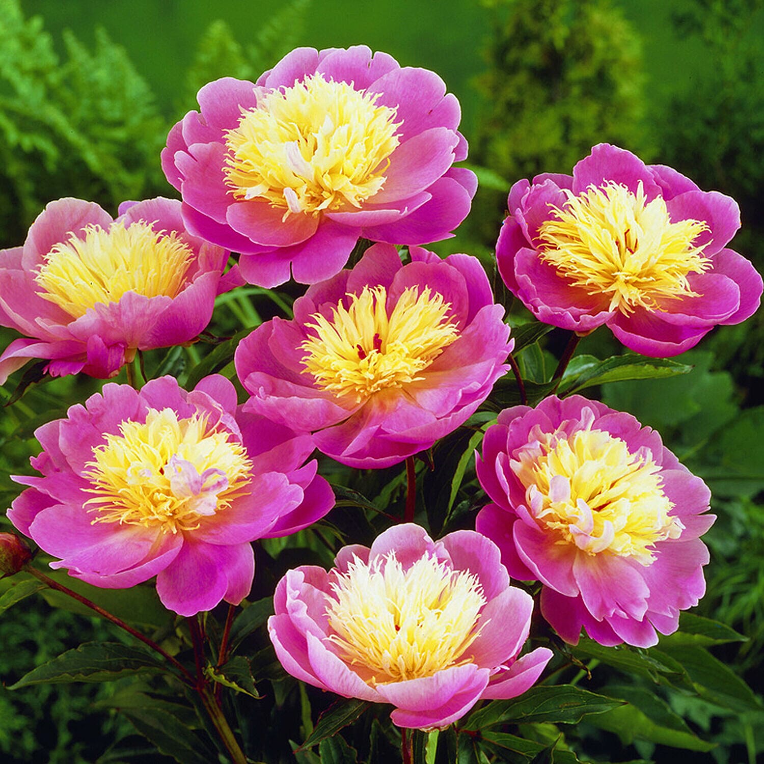 3 Bare Root Peonies - Bowl of Beauty